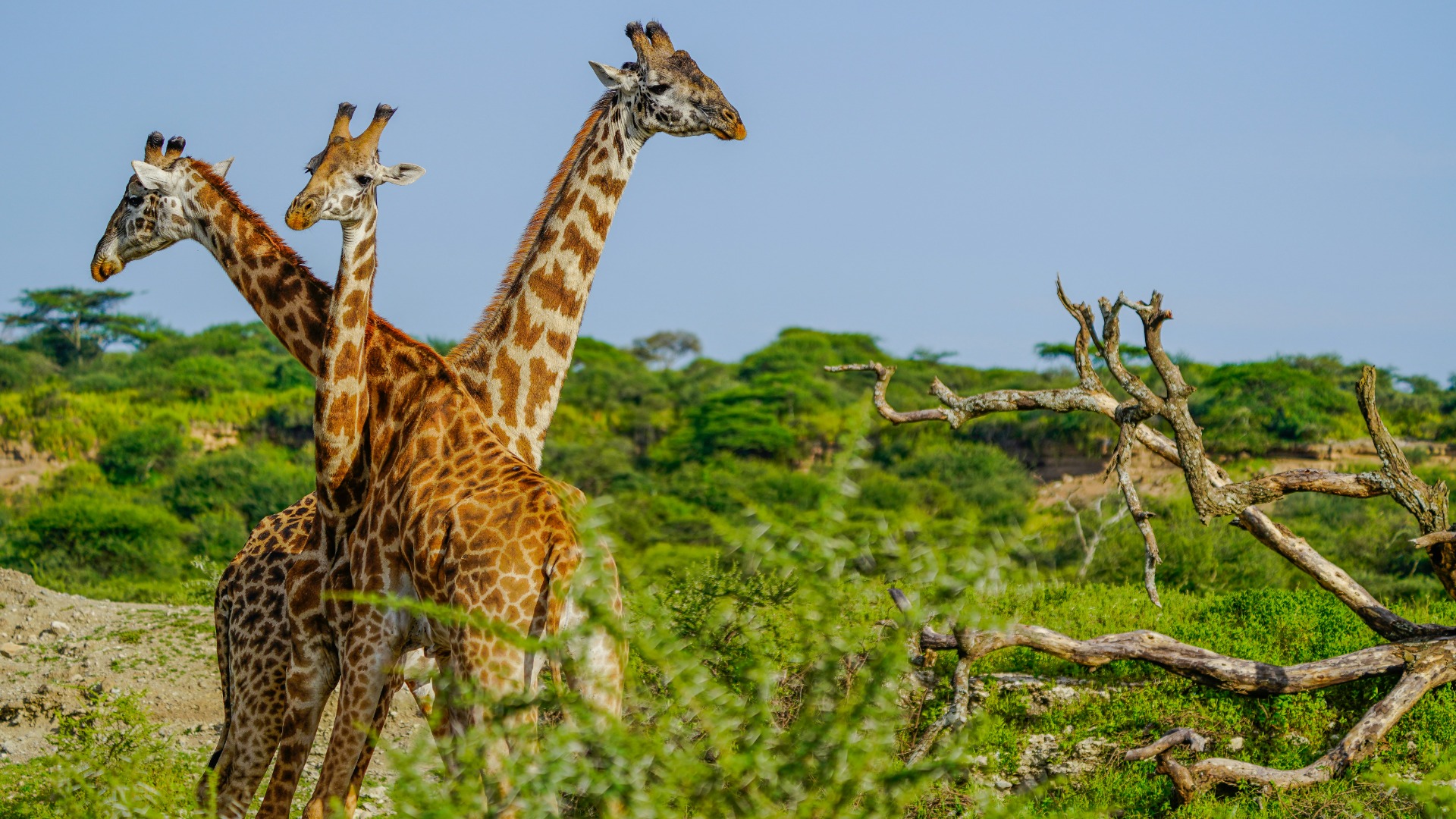Mapping Tanzania's Prime Wildlife Corridors for Meaningful Encounters