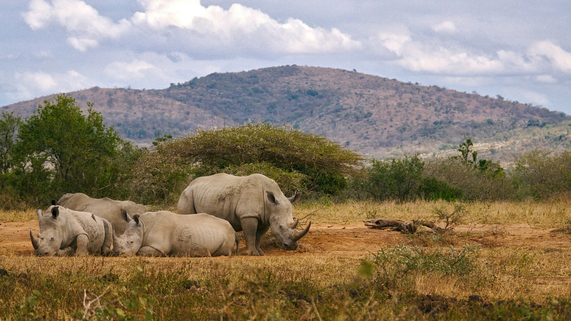 How South African Wildlife Aligns Its Day Around Water and Light
