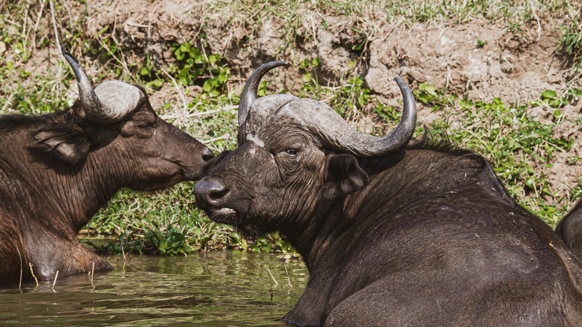How Uganda's Community Rangers Reversed Poaching Declines in Bwindi