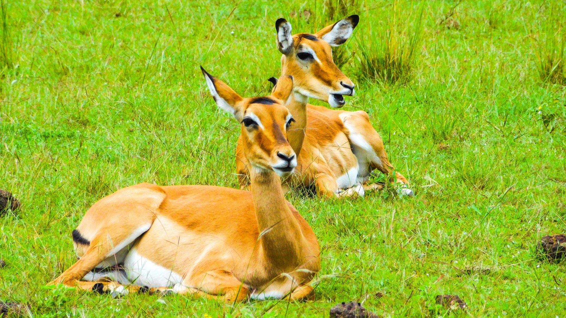 Rwanda Strengthens Anti-Poaching Measures Across Volcanoes National Park