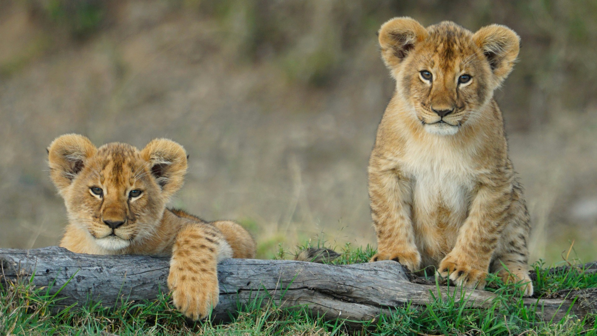 Zimbabwe’s Conservation Model: Practical Gains and Persistent Trade-offs for Travelers