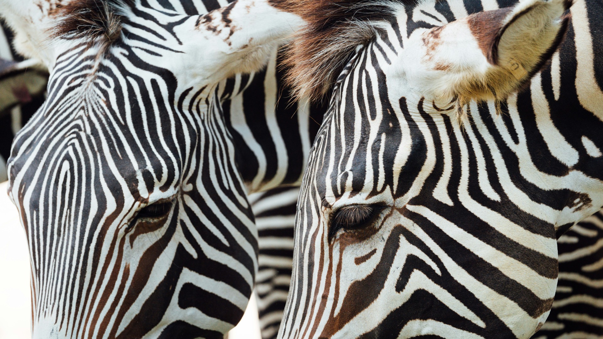South Africa's Wildlife Recovery: Key Figures Behind Rhino and Elephant Protection
