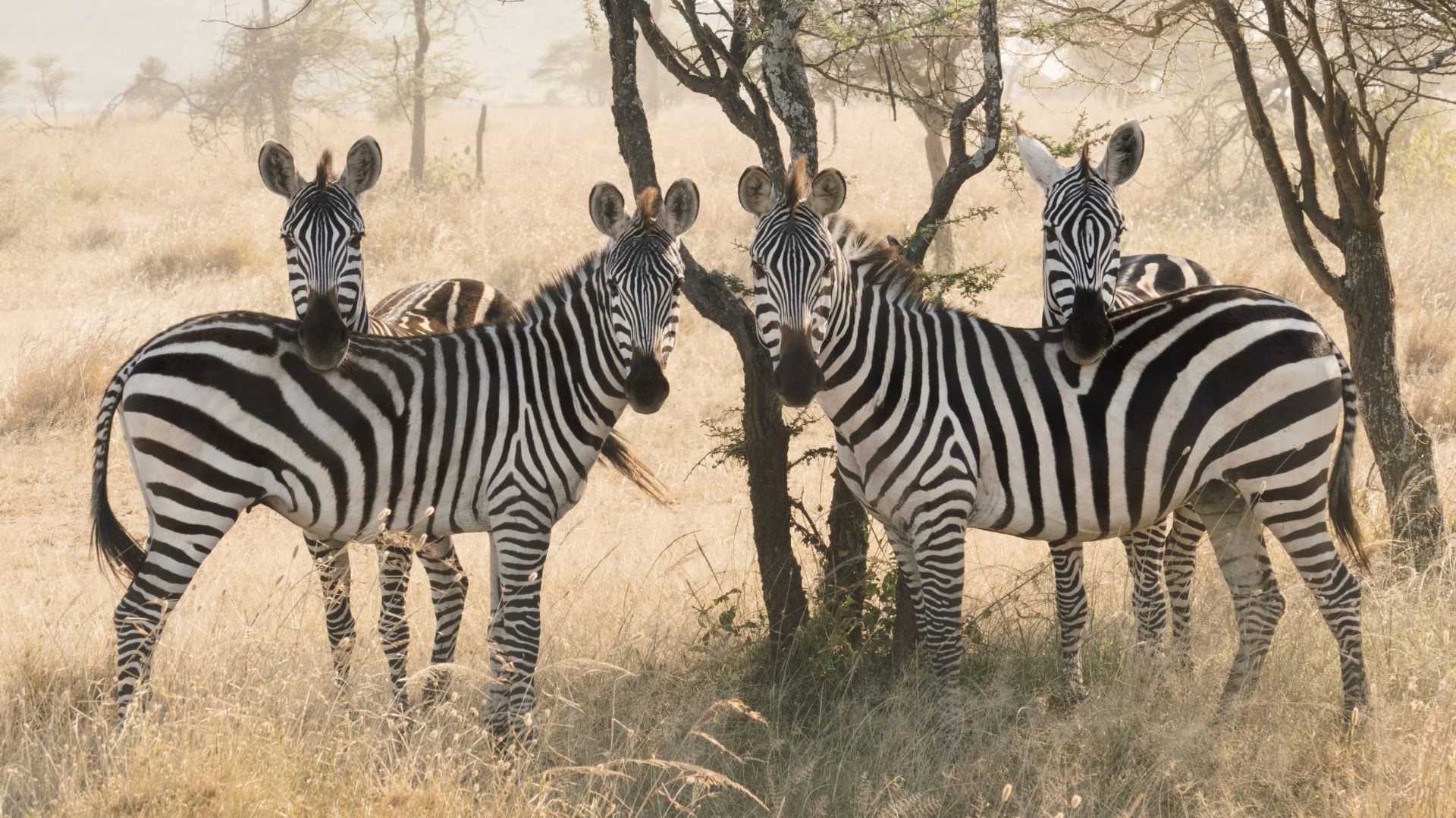 How Visitors Can Support Anti-Poaching Efforts in Tanzania’s National Parks