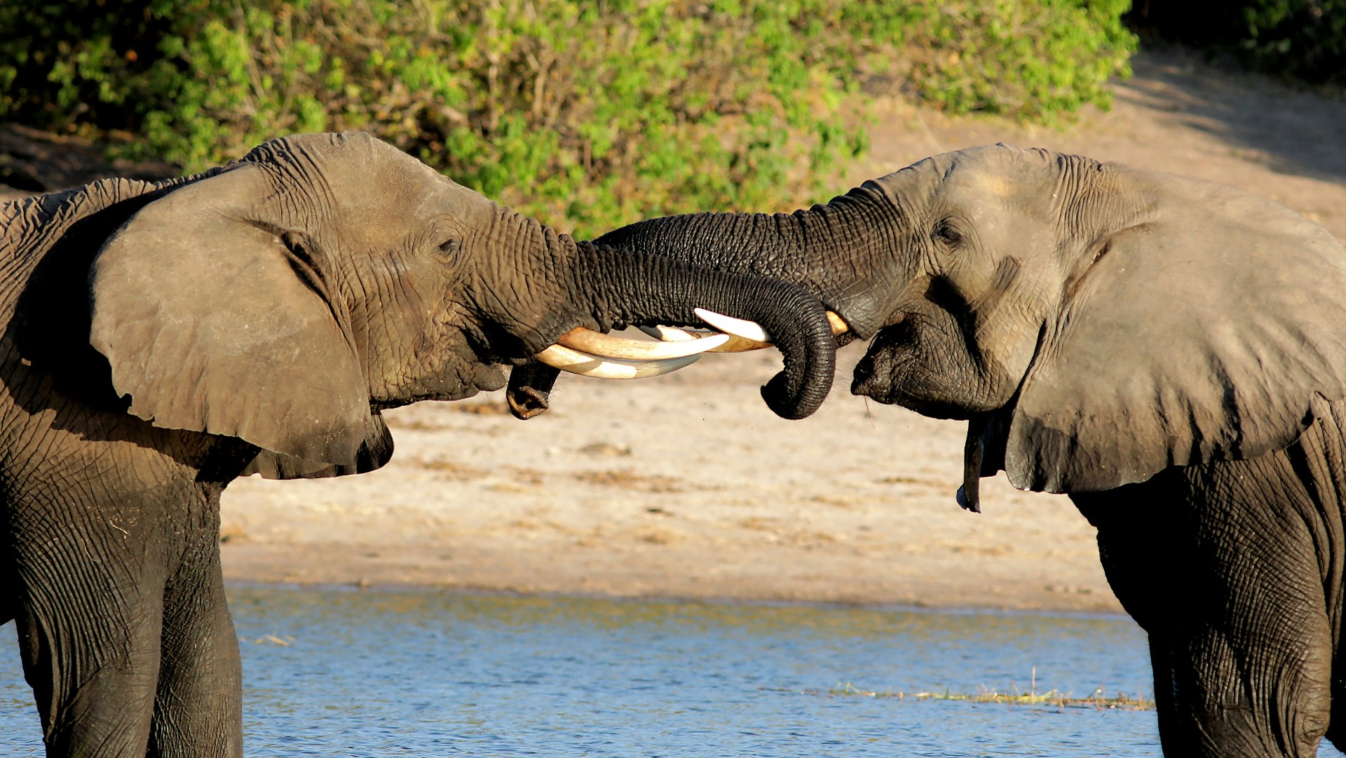How Botswana Rebuilt Its Elephant Populations Through Community Partnerships