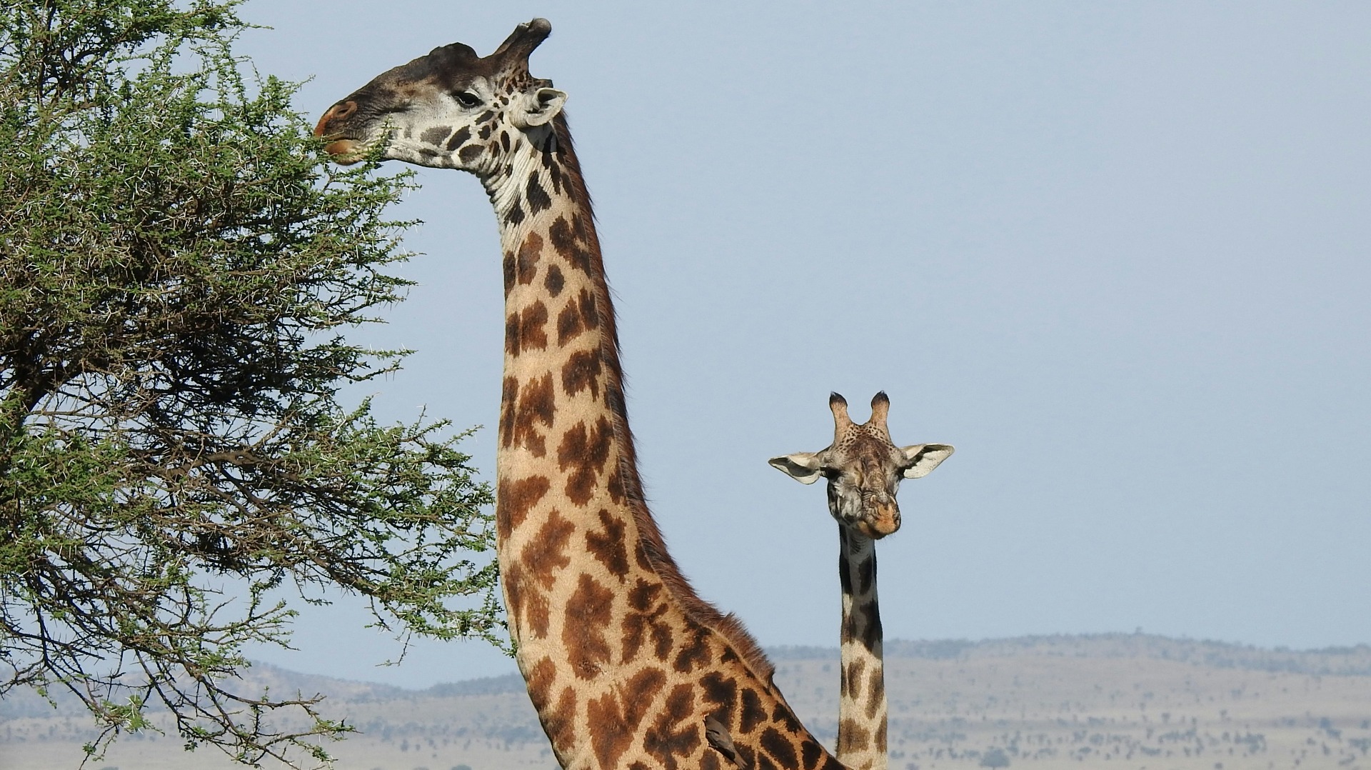 Some of The Best Ways to Observe Tanzania's Big Five Without Disturbing Their Natural Patterns