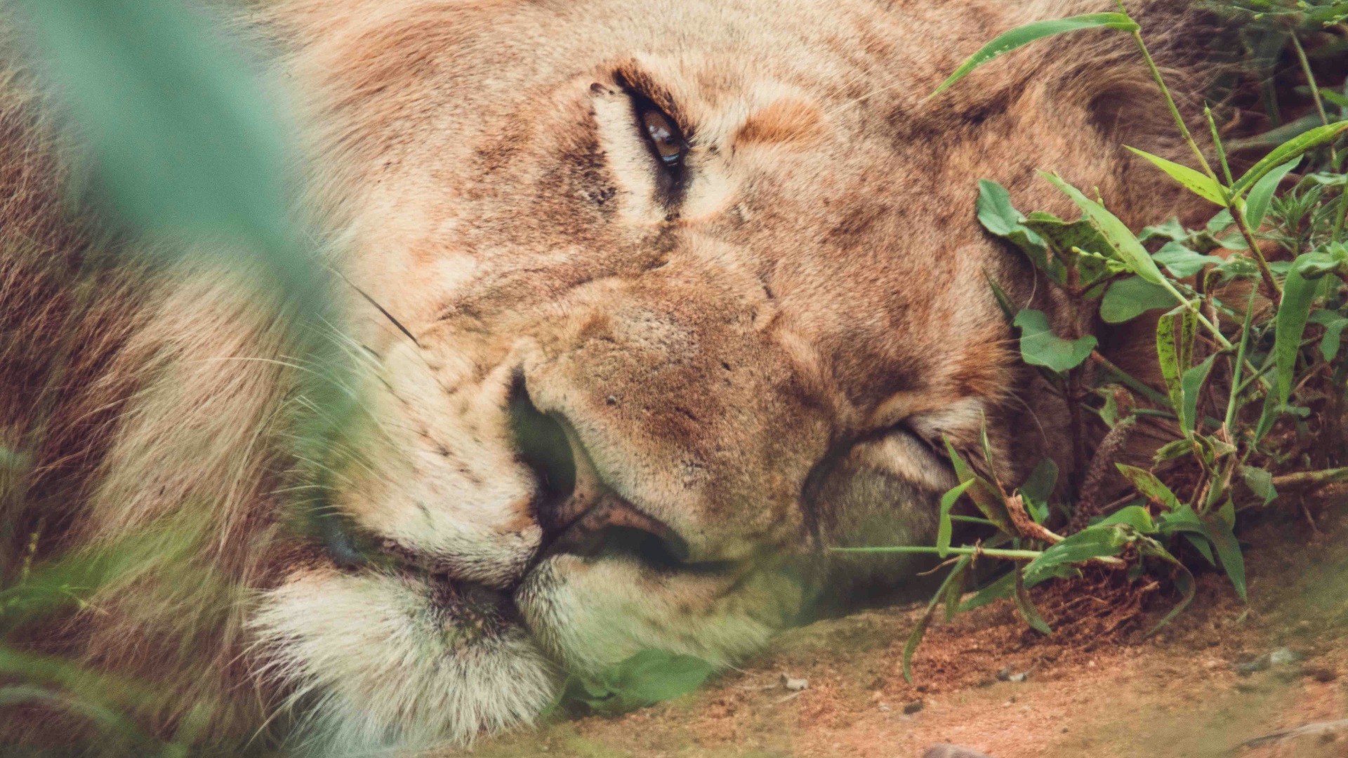 Practical Ways Travelers Can Reduce Their Footprint on Kenyan Wildlife Corridors