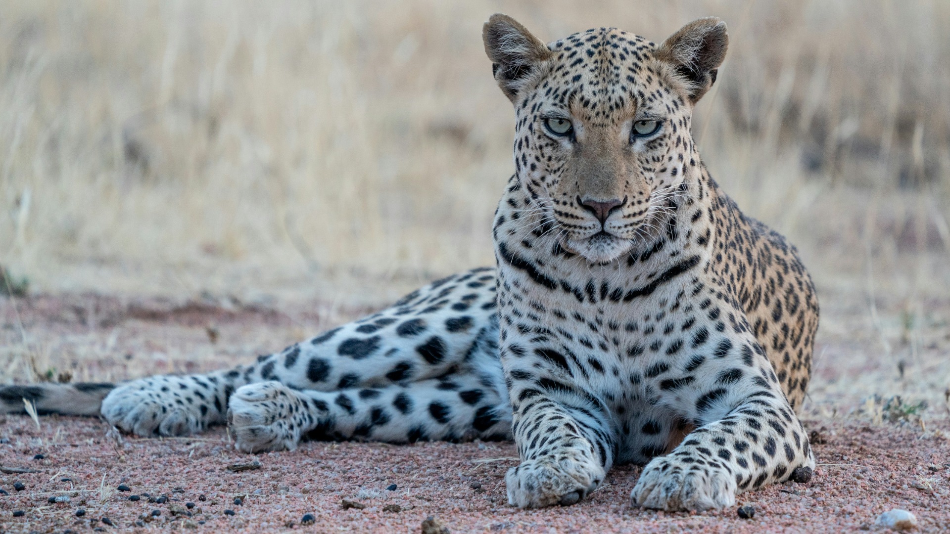 Practical Botswana Travel Advice for Smooth Journeys Across Varied Terrain