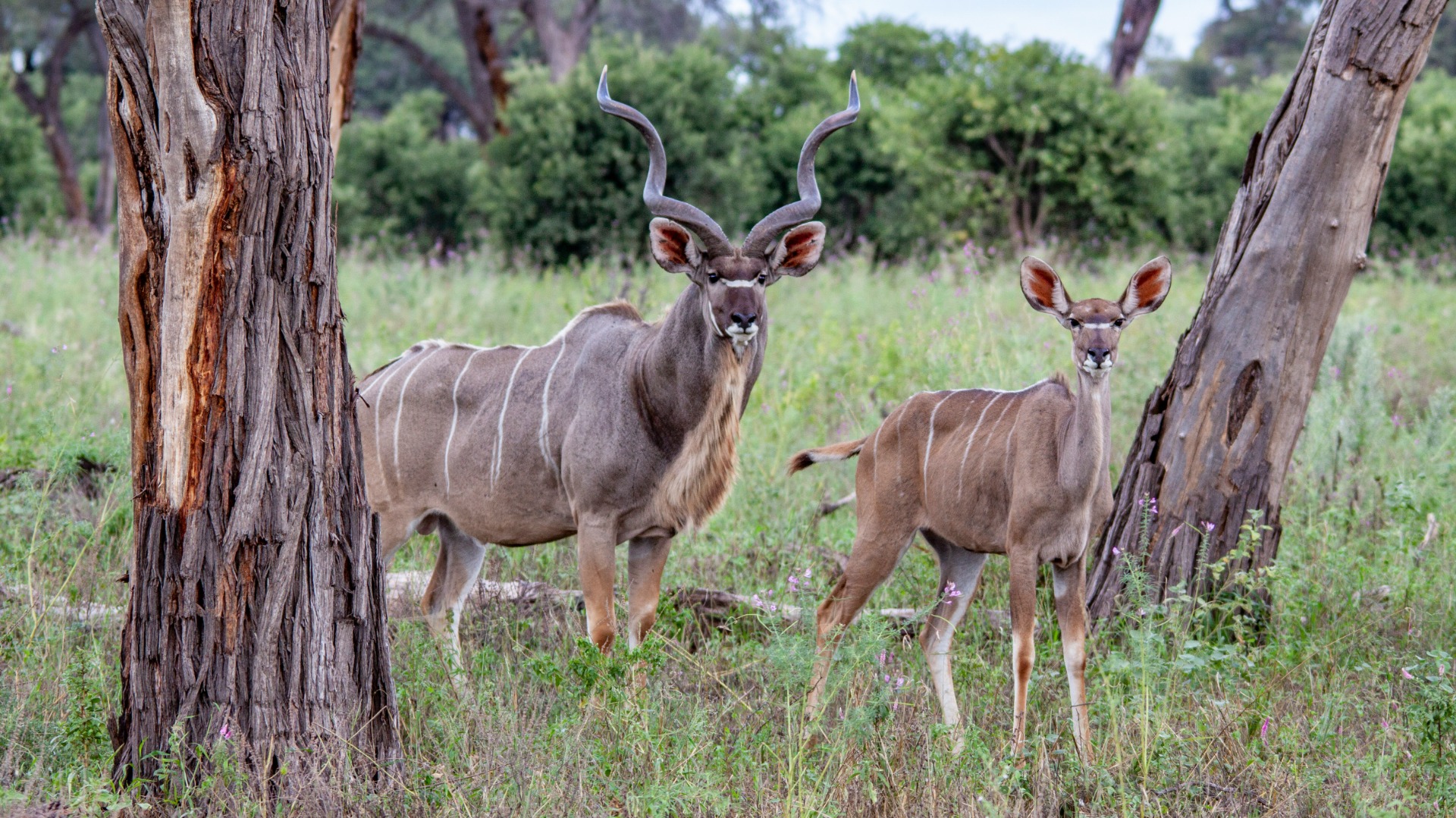 Important Steps Travelers Can Take to Bolster Zimbabwe's Wildlife Protection Efforts