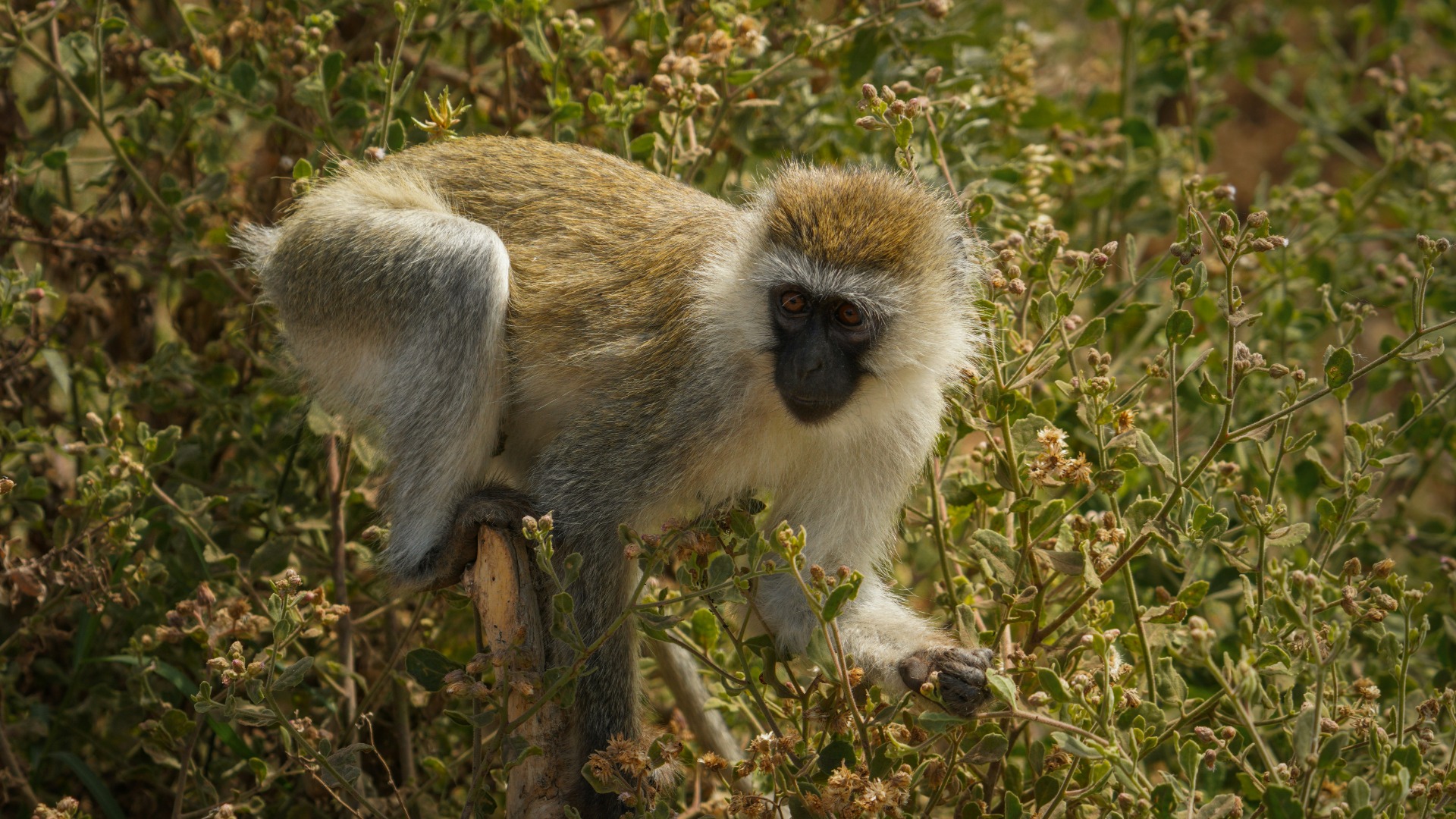 Practical Ways Travelers Can Aid Uganda's Gorilla Conservation Efforts