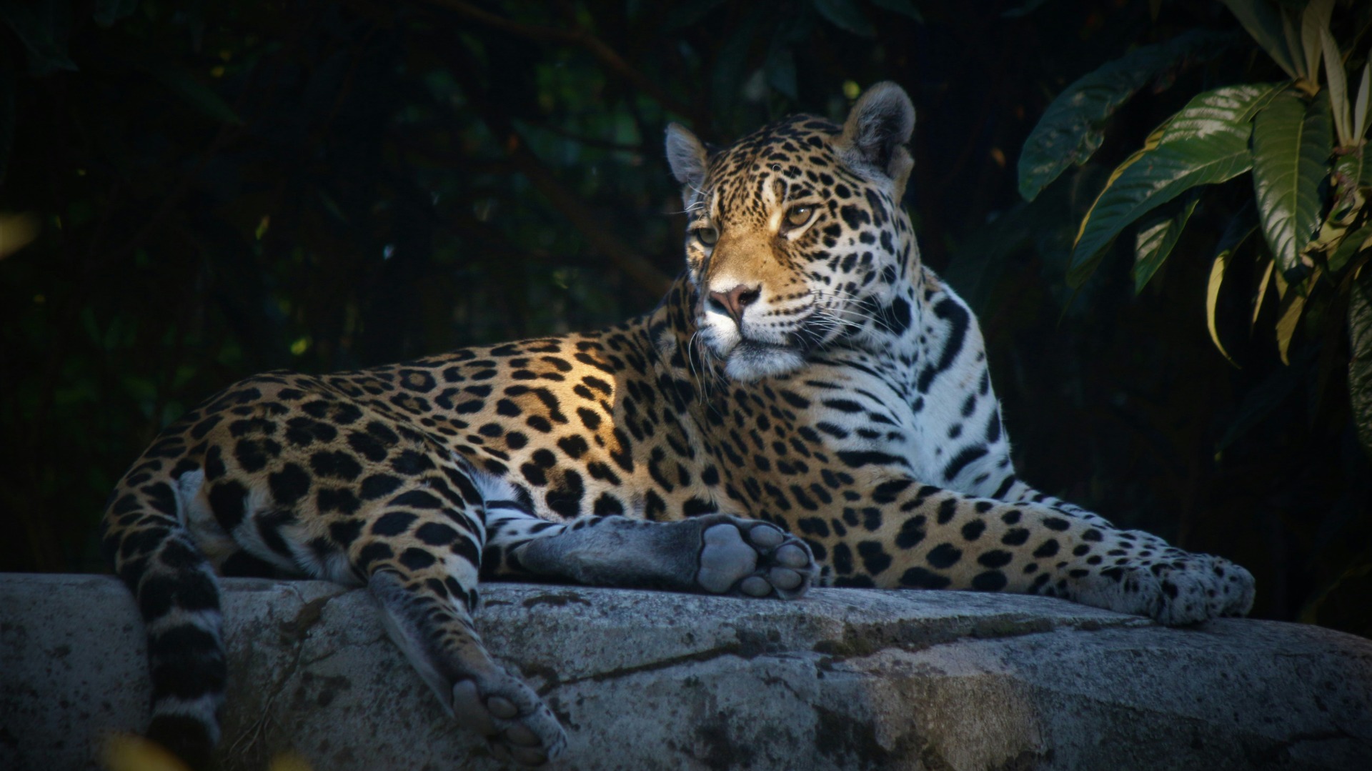 How Travelers Directly Strengthen Botswana's Anti-Poaching Networks