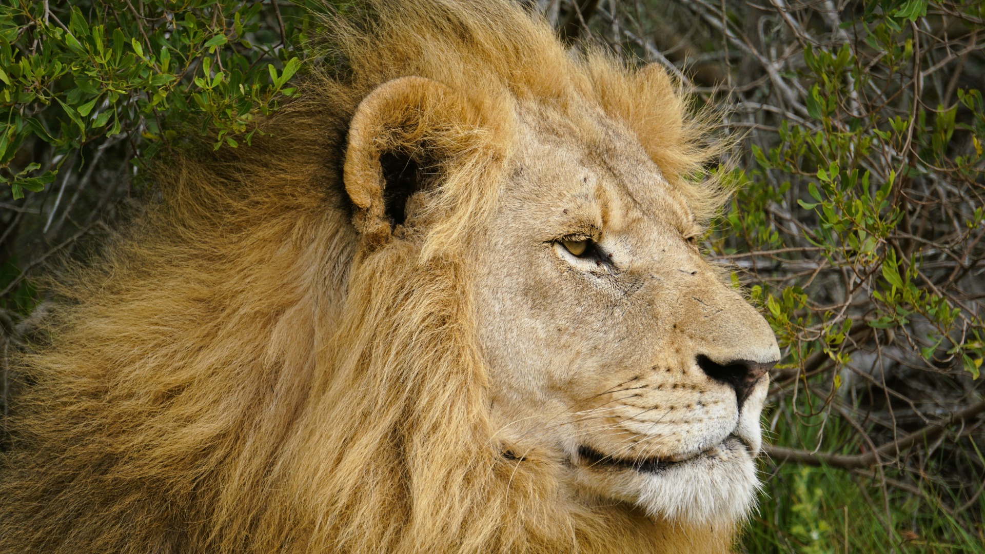 How Kenya's Wildlife Tours Translate Visitor Fees into Direct Conservation Gains