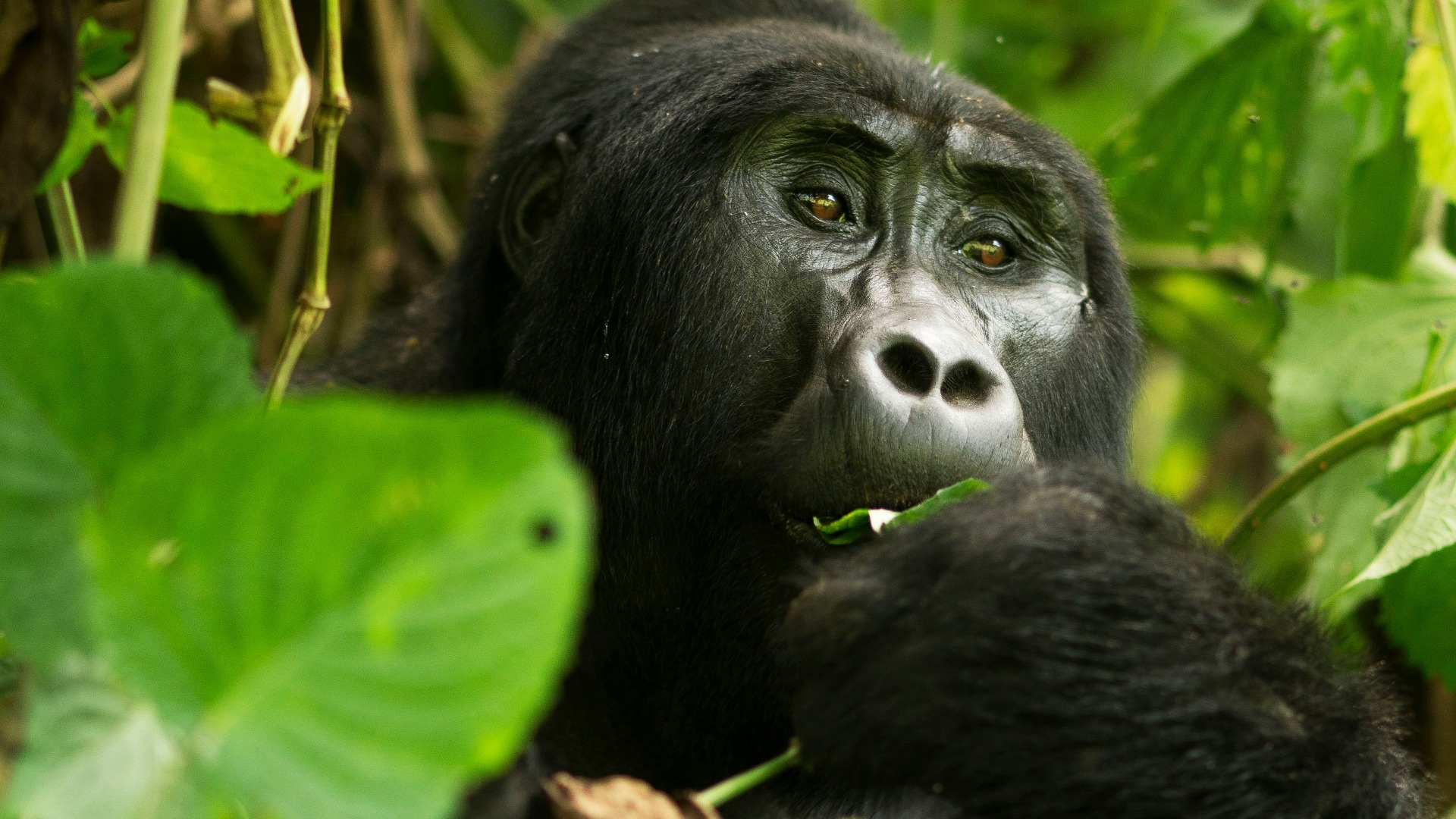 How Rwanda's Conservation Patrols Are Adapting to Rising Climate Pressures