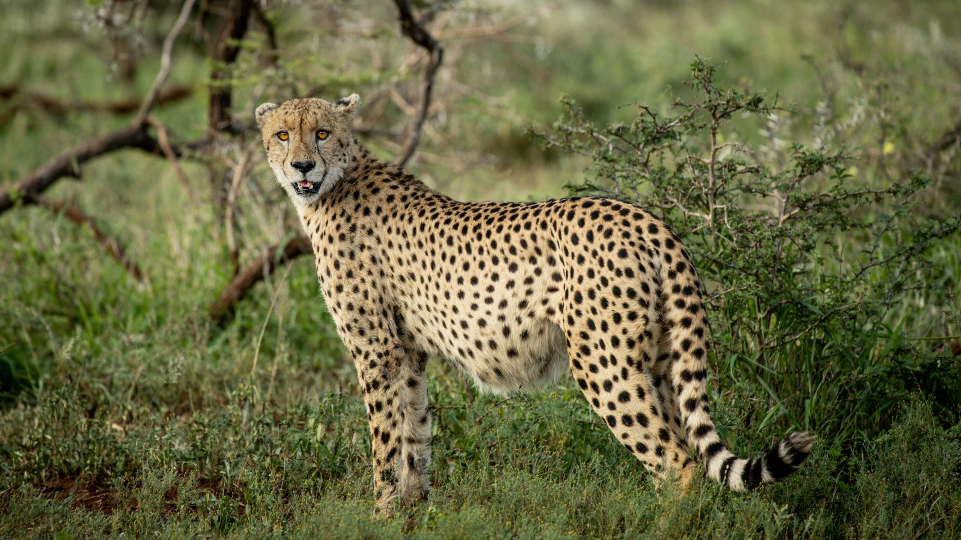 Mastering Light and Ethics While Photographing Tanzania's Conservation Landscapes