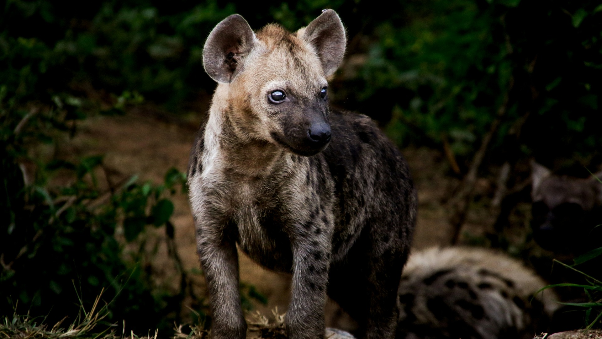 Mastering Light and Composition for South African Wildlife Photography