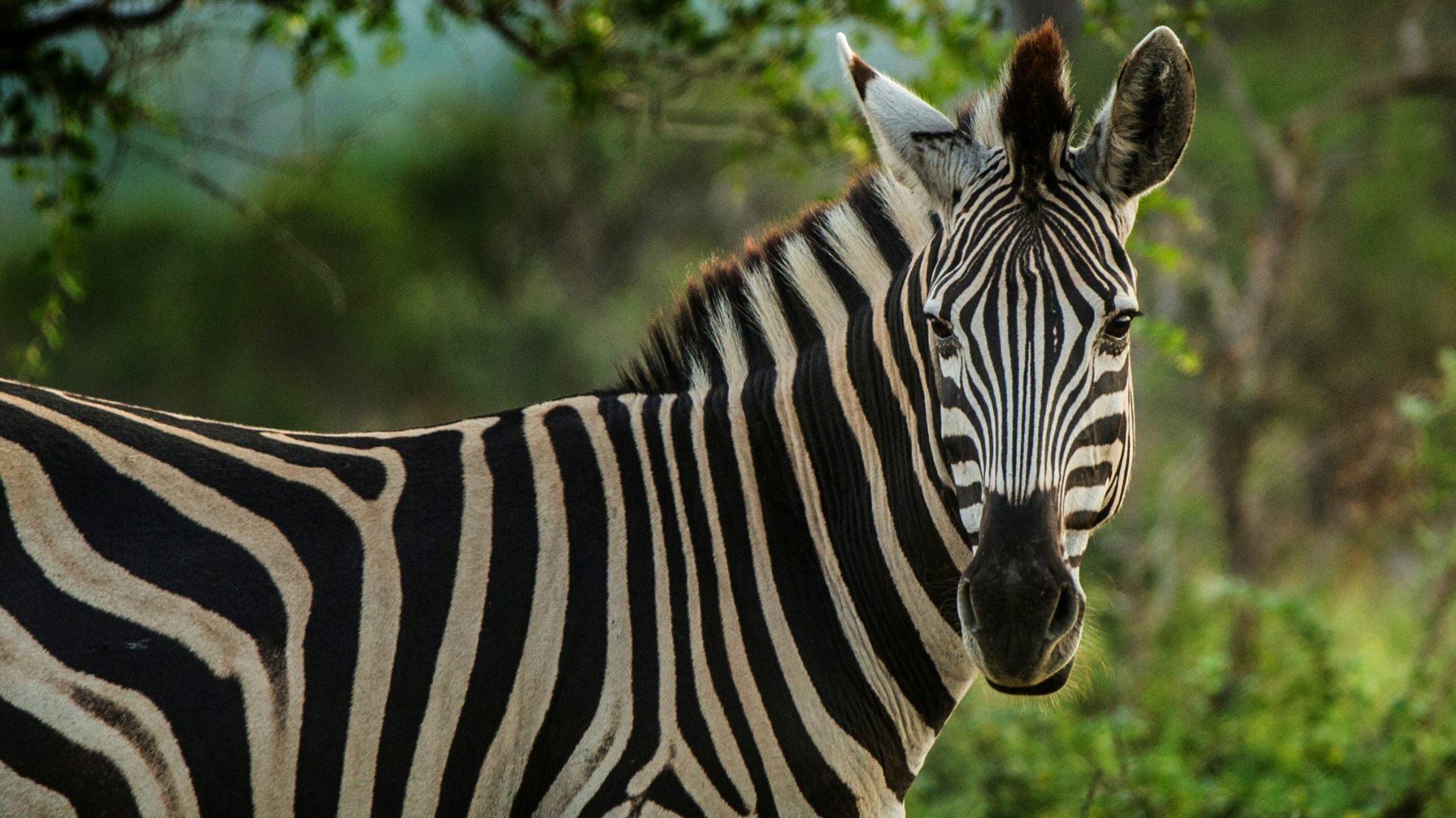 Capture Zambia’s Dramatic Light: Prime Spots for Wildlife Photography