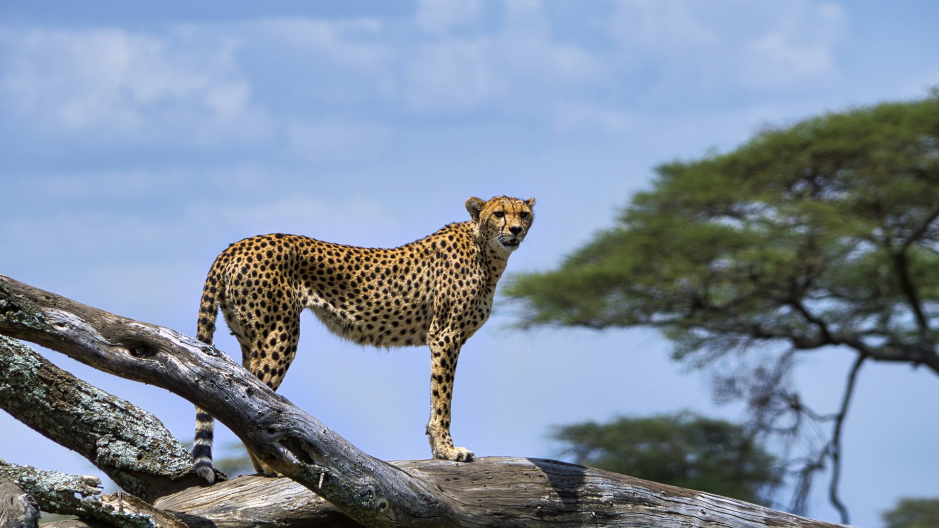 Practical Strategies for Choosing and Booking Luxury Lodges in Tanzania