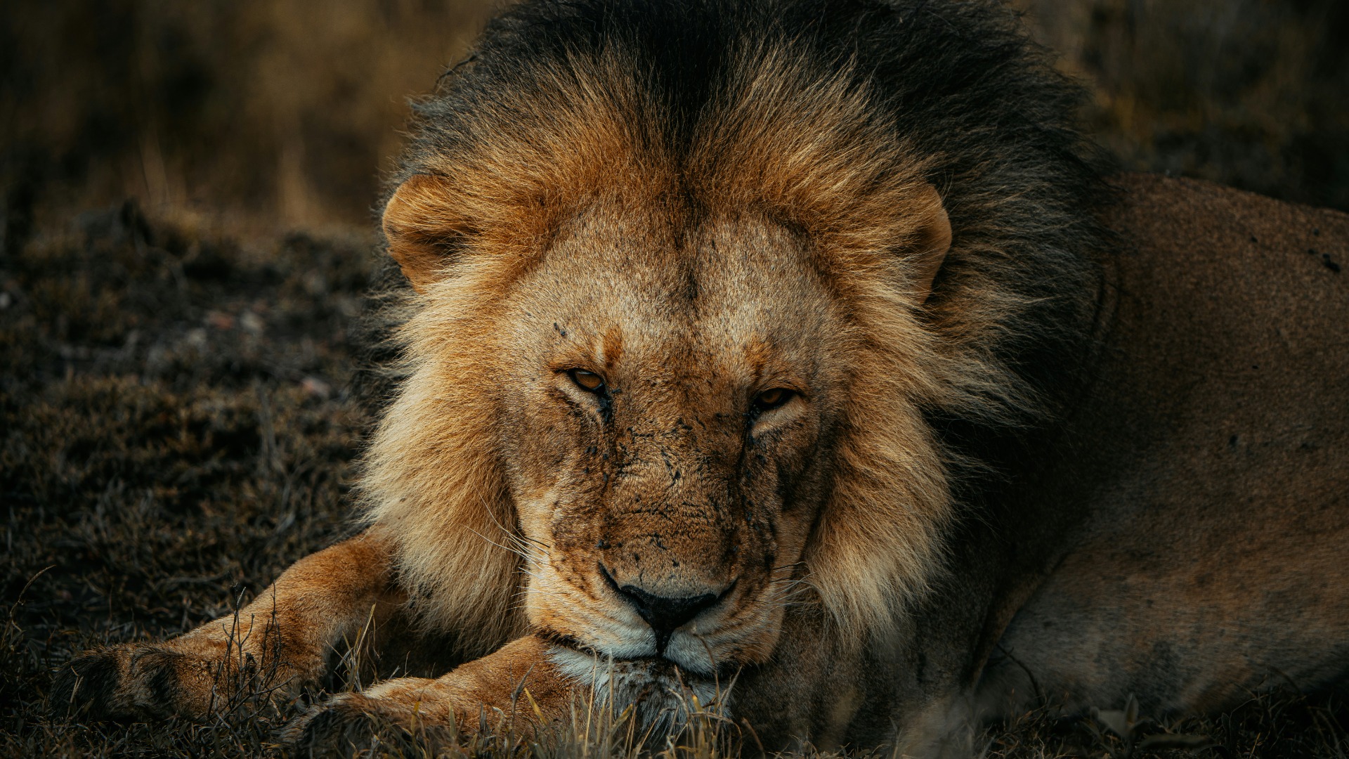 Smart Choices That Support Zimbabwe’s Wildlife Guardians on Safari