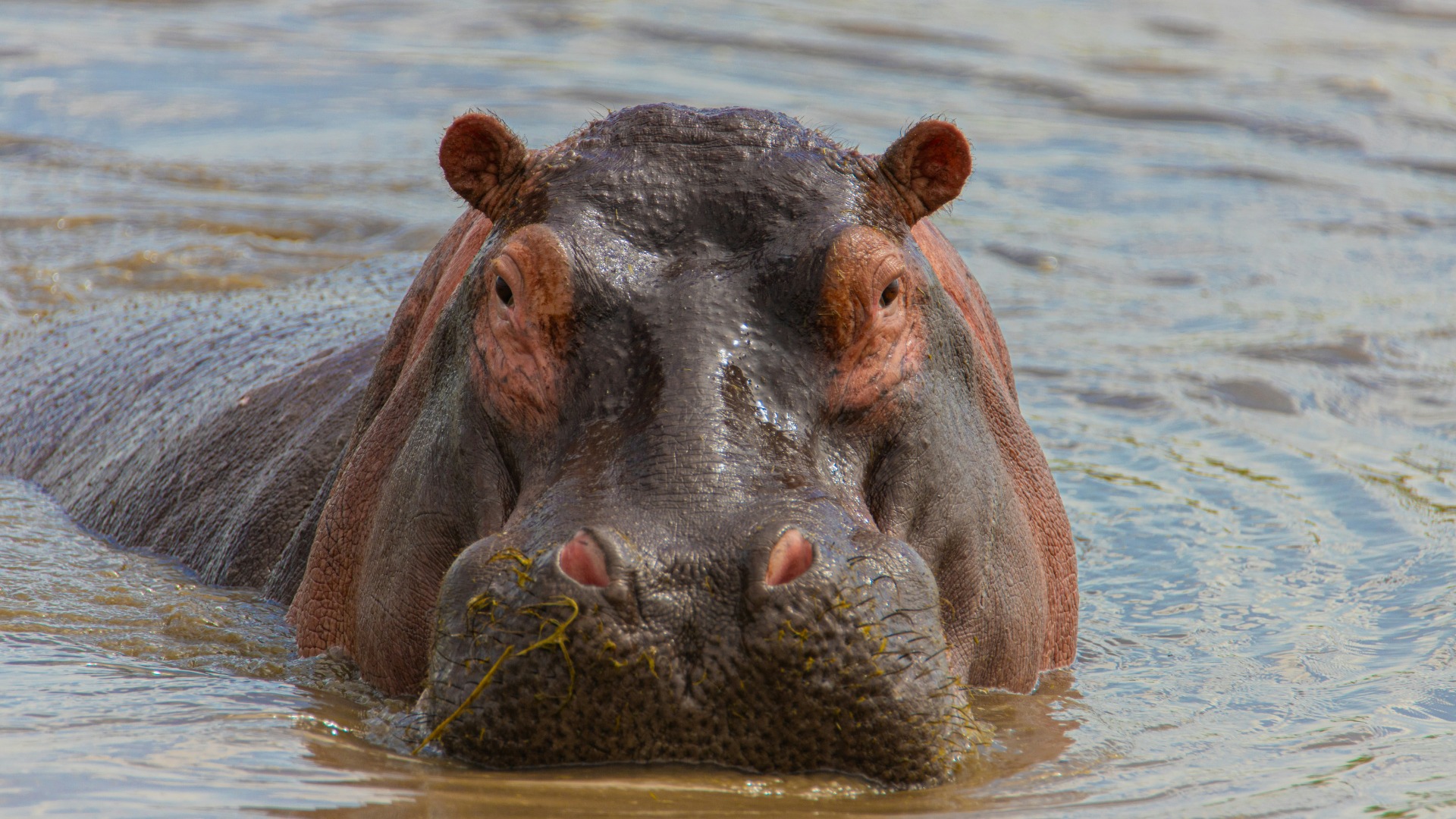 How Tourists Can Actively Shield Botswana’s Fragile Ecosystems During Their Visit