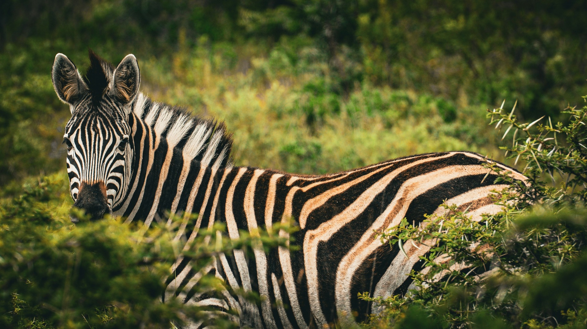 Smart Moves Every Traveler Should Make When Tracking Kenya's Big Five