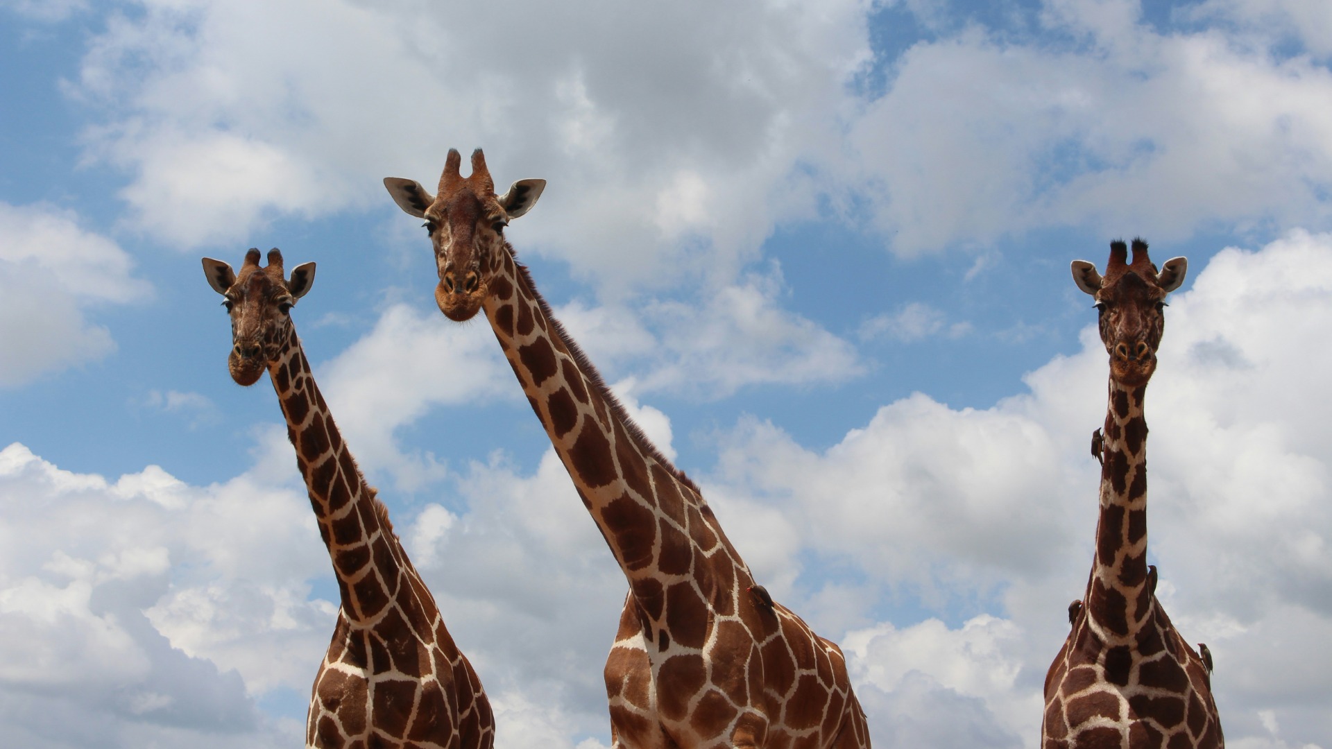 Kenya Strengthens Wildlife Protections with New Anti-Poaching Legislation