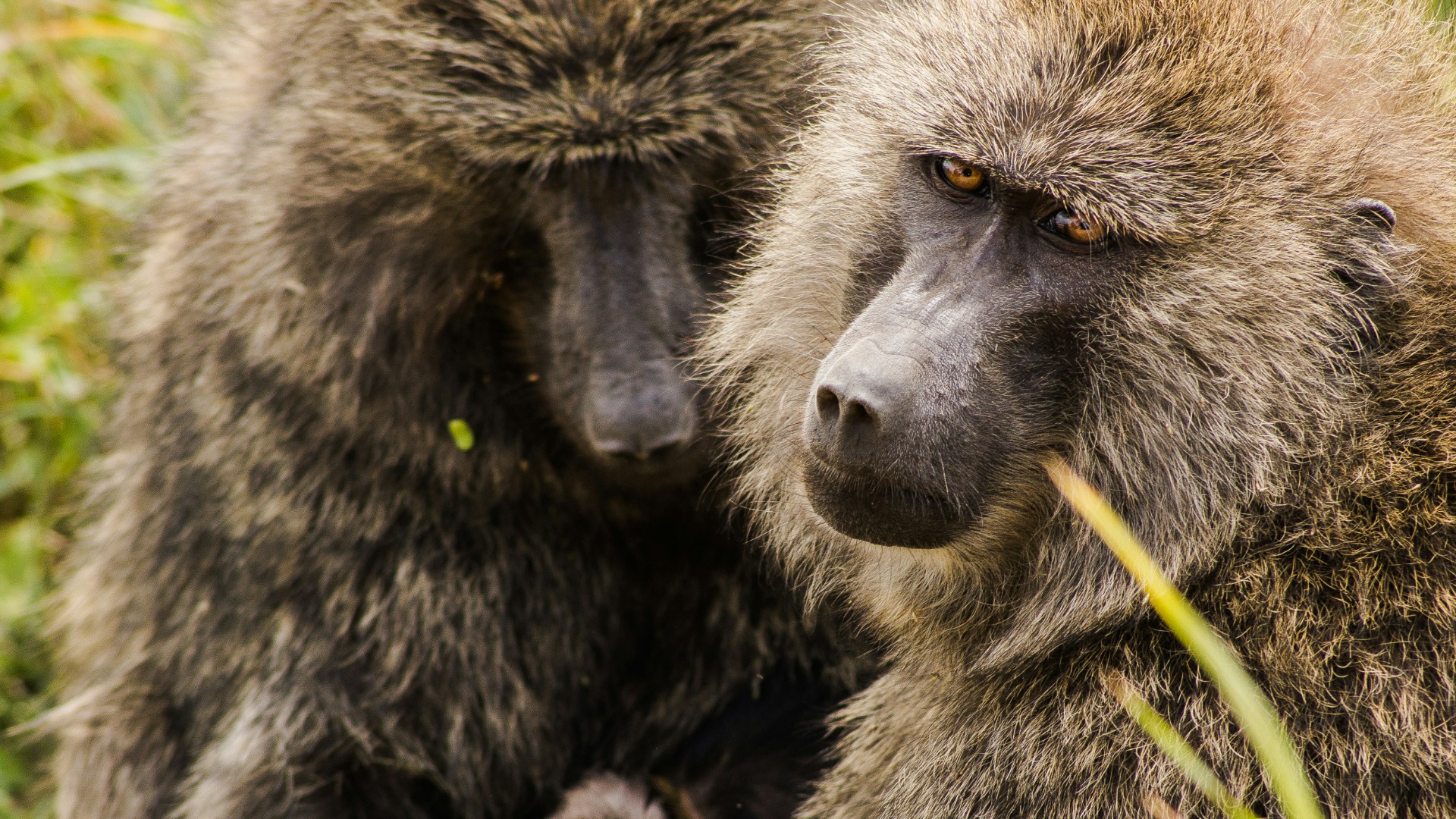 Tanzania's Poaching Crisis: Current Enforcement Measures and Their Outcomes