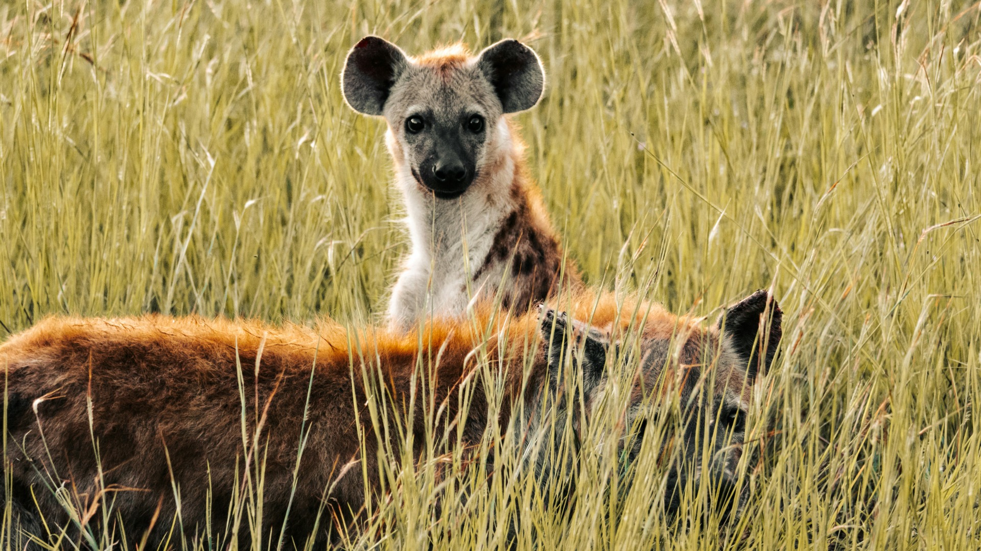 Botswana Deploys AI-Enabled Drones to Disrupt Poaching Networks in the Delta