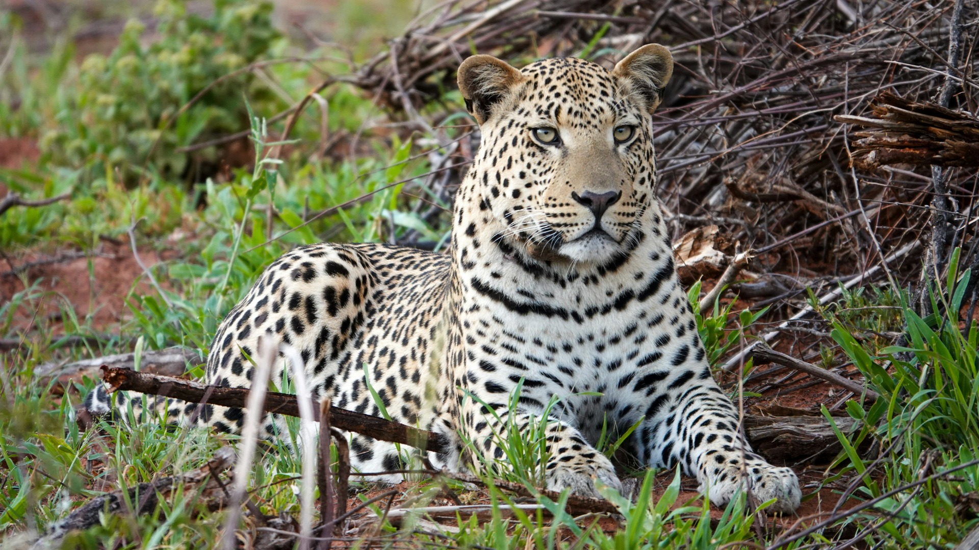 South Africa Updates Its Anti-Poaching Laws to Strengthen Safari Tourism Safeguards
