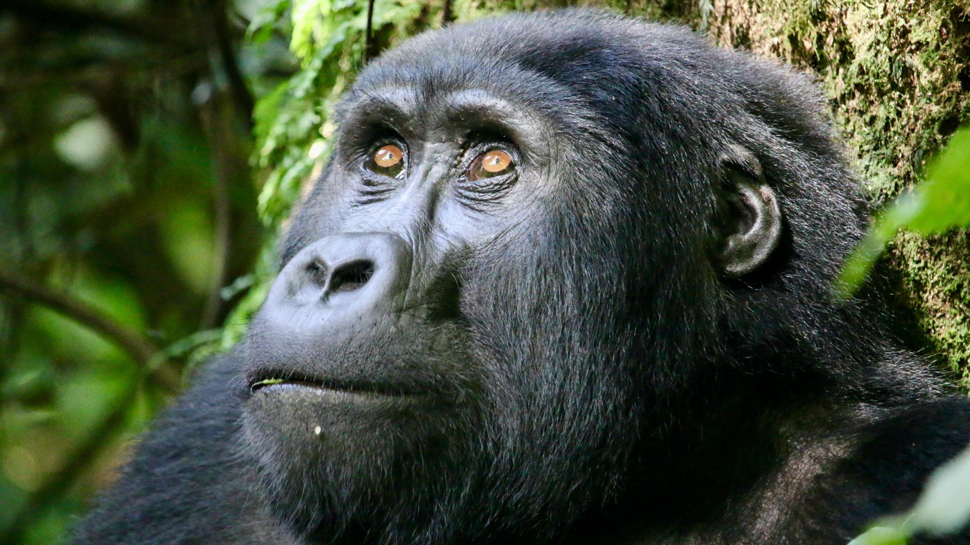 Uganda Strengthens Gorilla Monitoring to Counter Poaching Threats in Bwindi