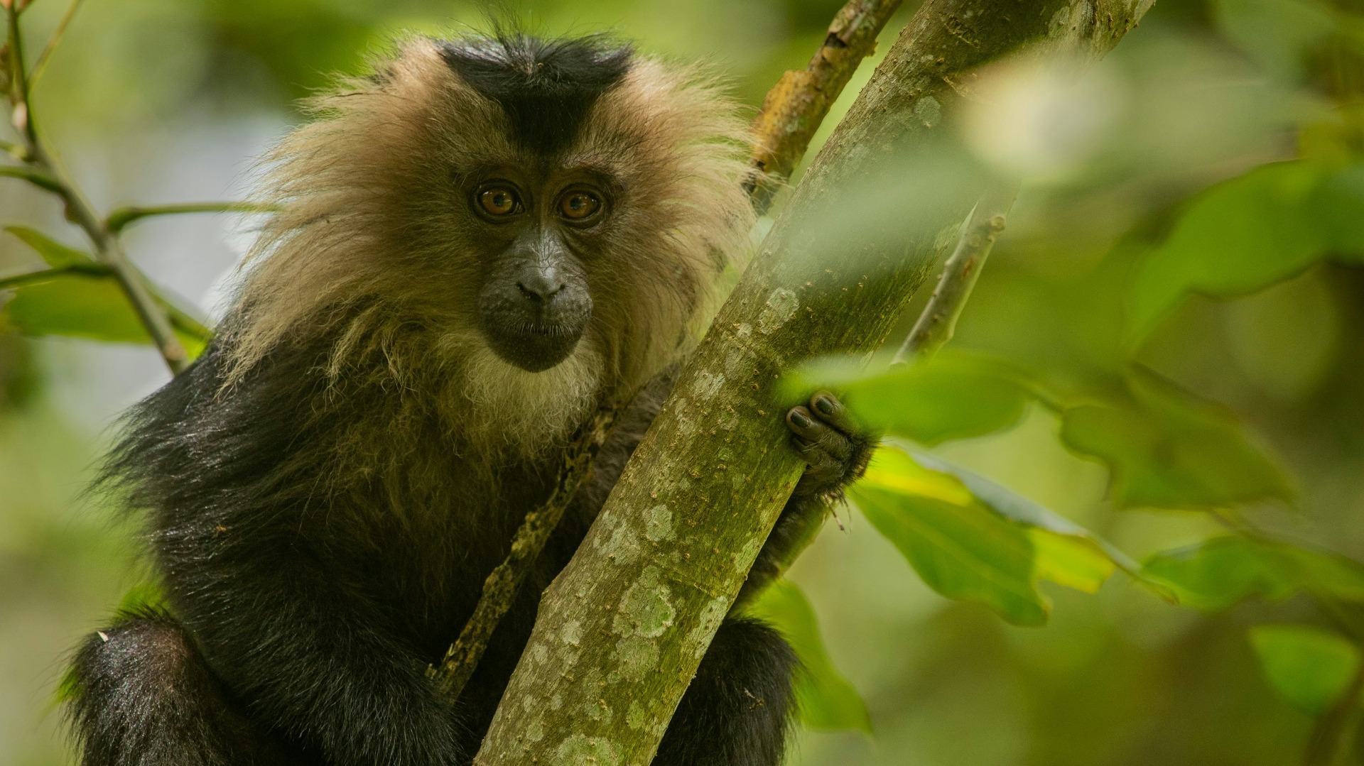 Rwanda's Mountain Gorillas Face New Survival Threats in 2024