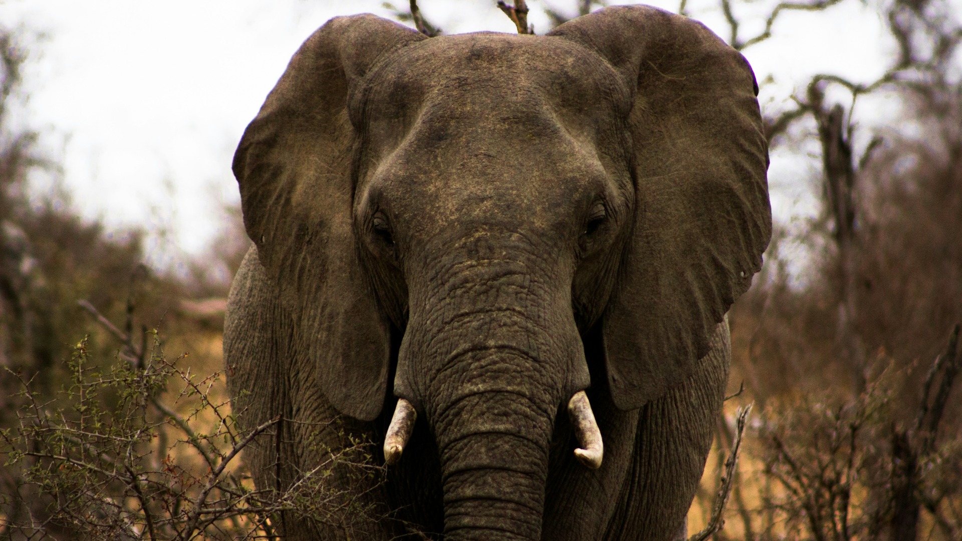 Practical Ways to Collaborate Effectively with Your Safari Guide