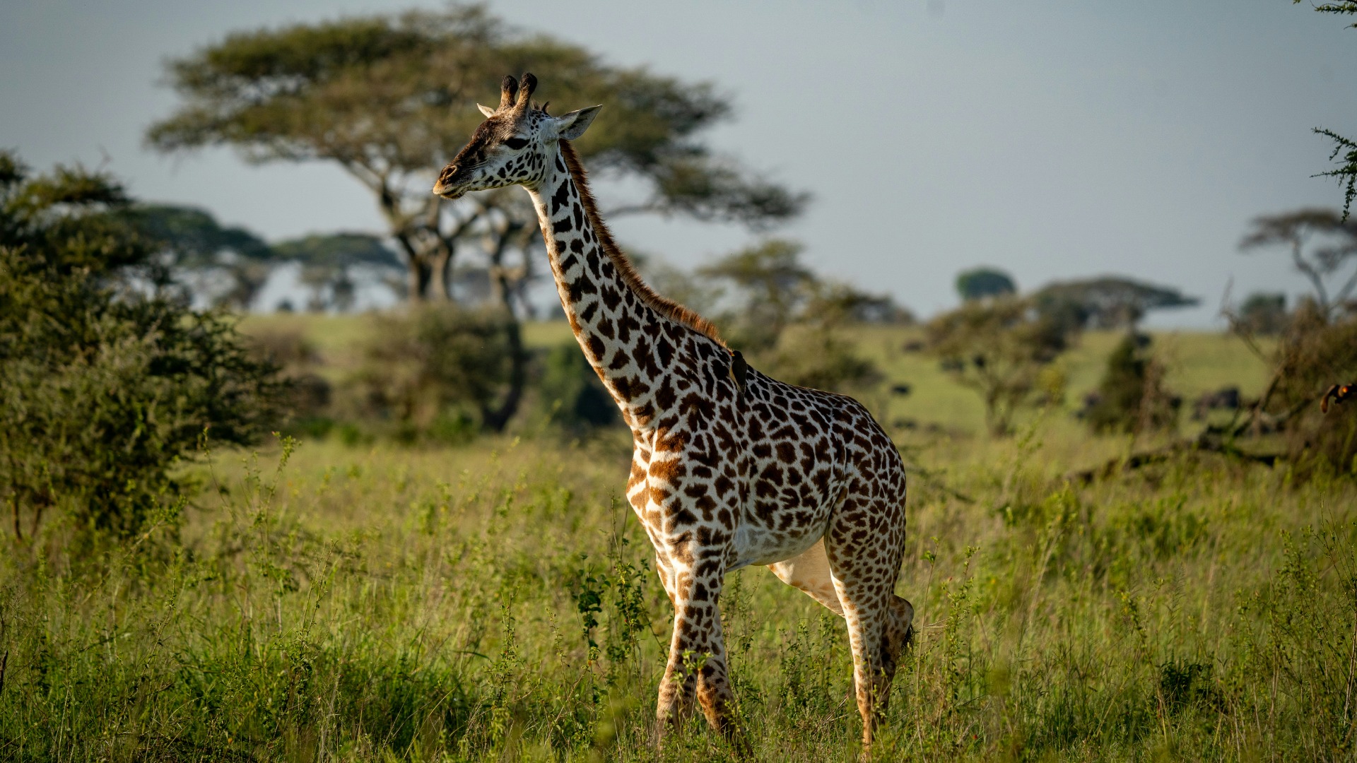 Smart Ways to Minimize Your Footprint and Maximize Wildlife Encounters on African Safaris