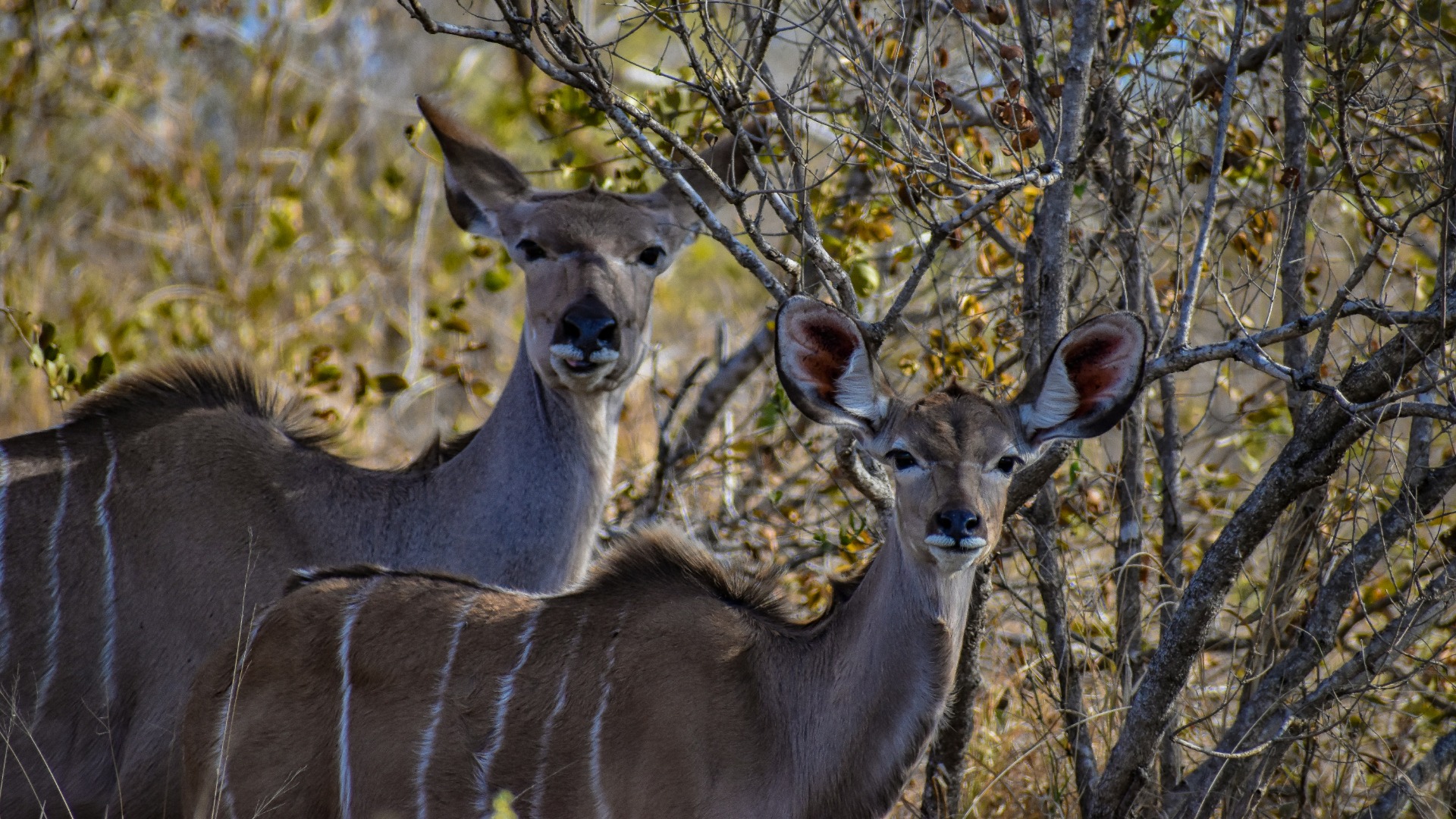 Practical Ways to Settle into Life at an African Game Lodge