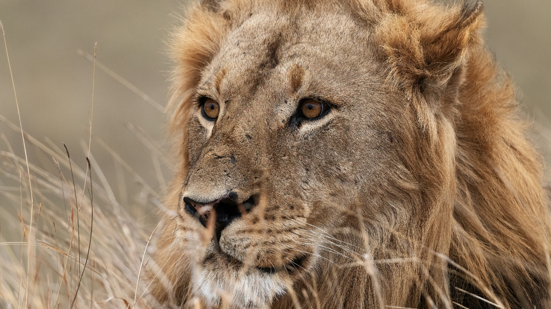 Practical Advice for Smoothing Your Game Lodge Safari in Africa