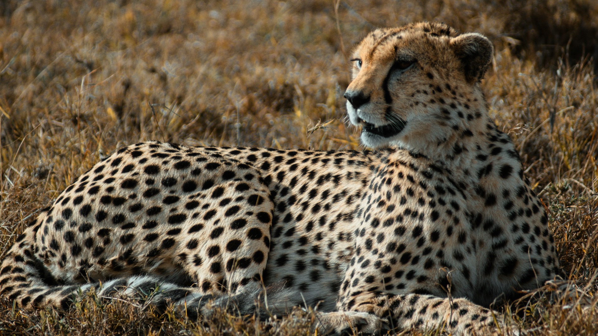 How Savvy Travelers Turn African Safaris into Lasting Memories