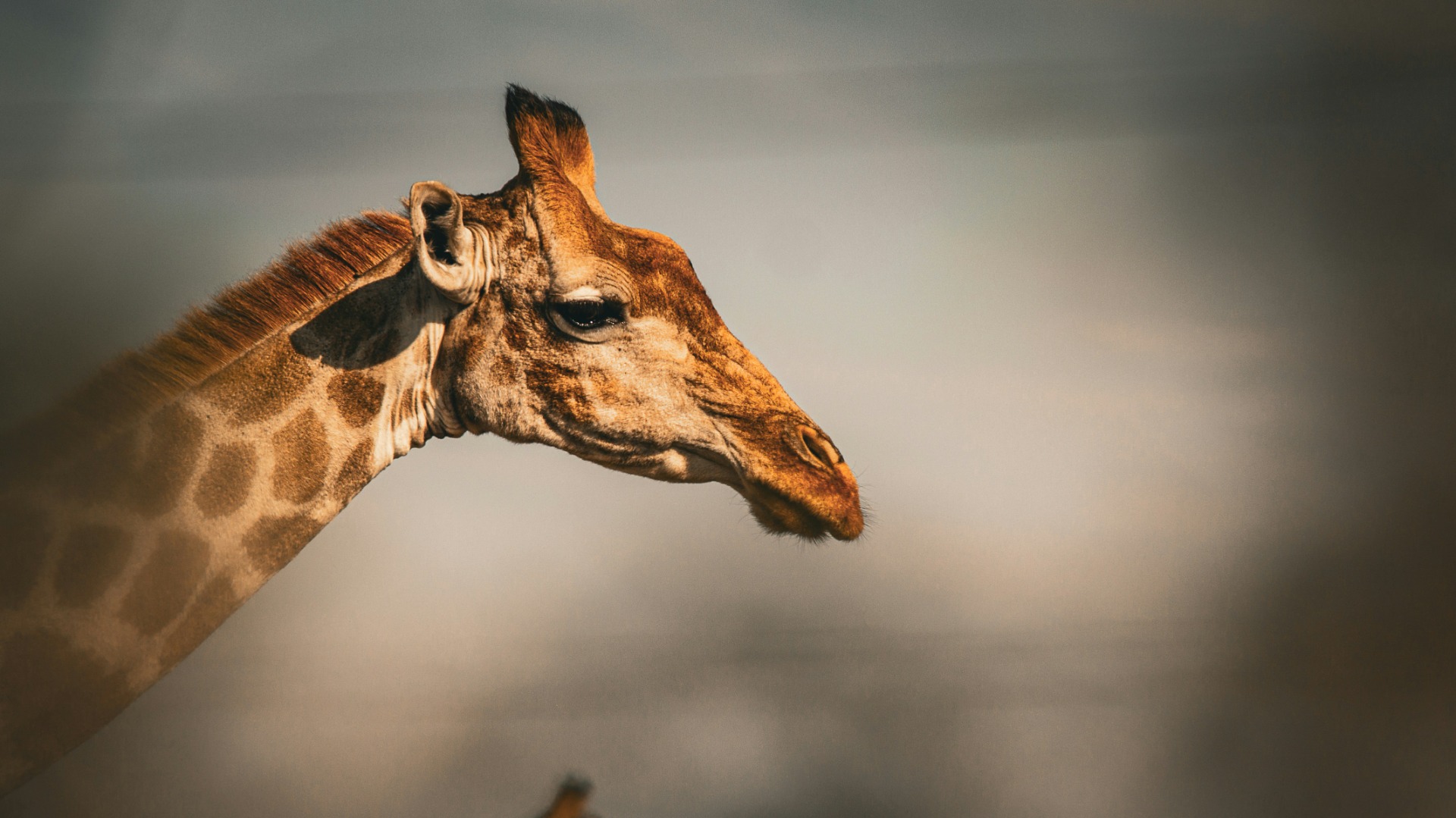 What Savvy Travelers Do to Catch Every Major Sighting on a South African Safari
