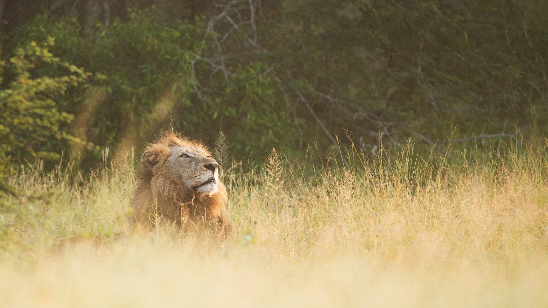 What a Typical Day Feels Like Inside Botswana's Premier Safari Lodges