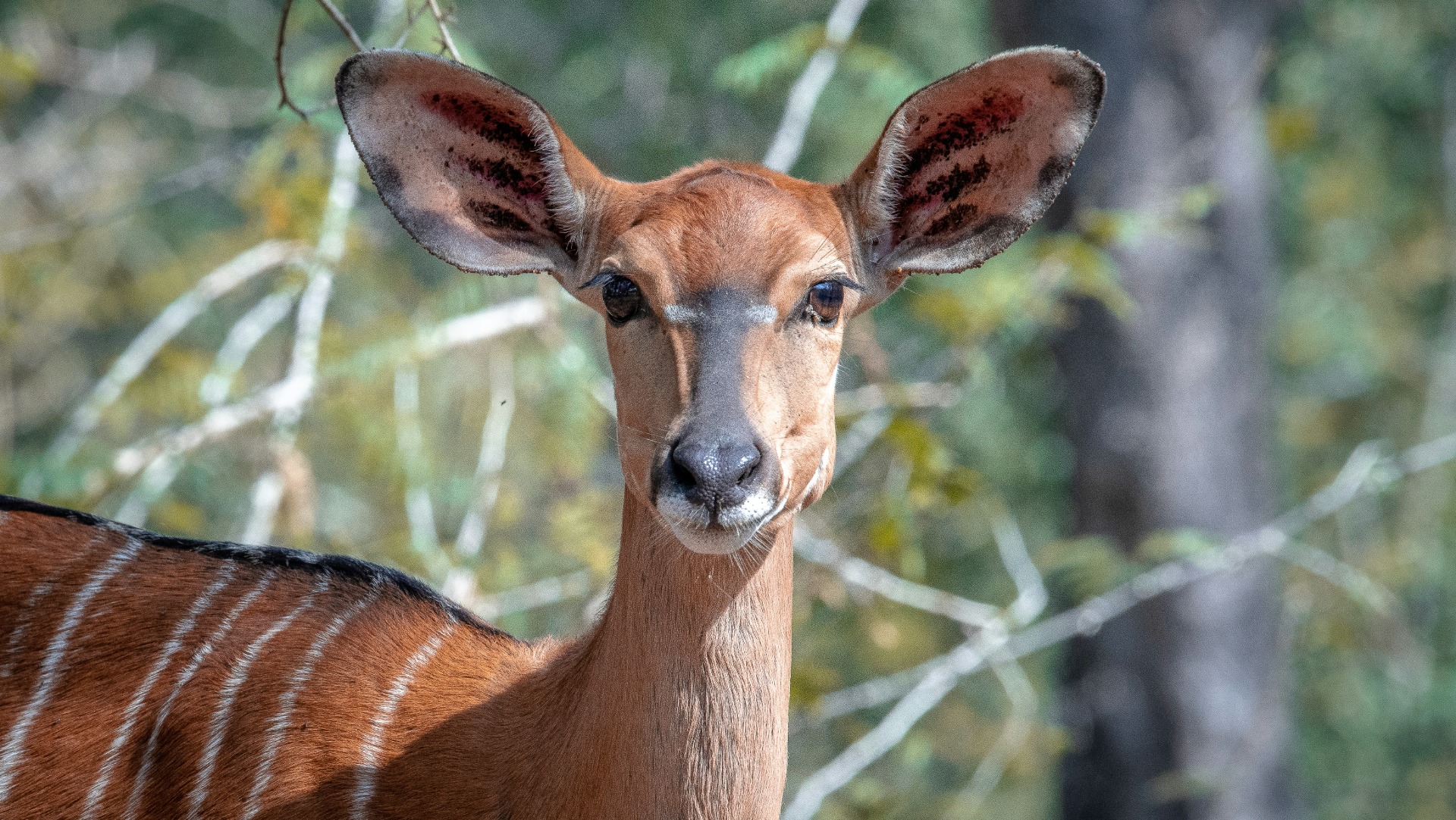 How to Recognize and Capture Profound Wildlife Sightings on African Safaris