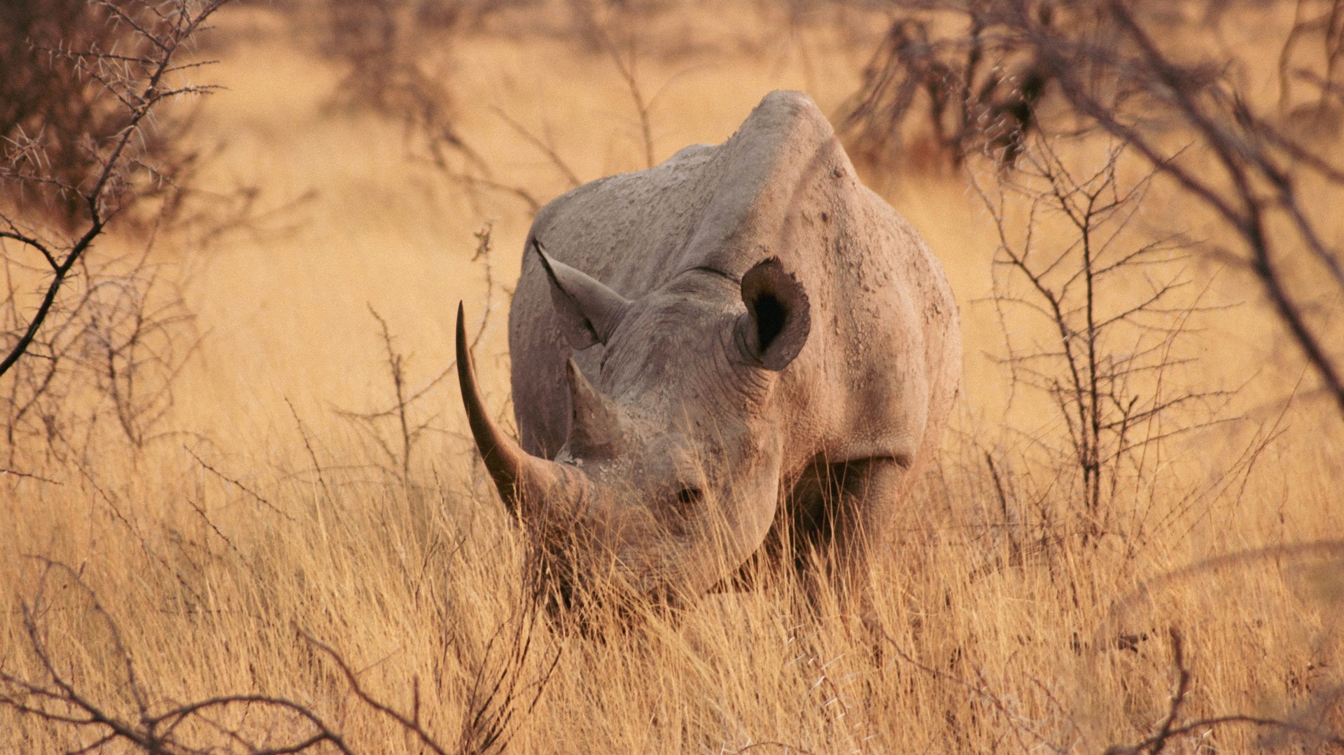 Mastering Camera Settings for Crisp Wildlife Shots on African Safaris