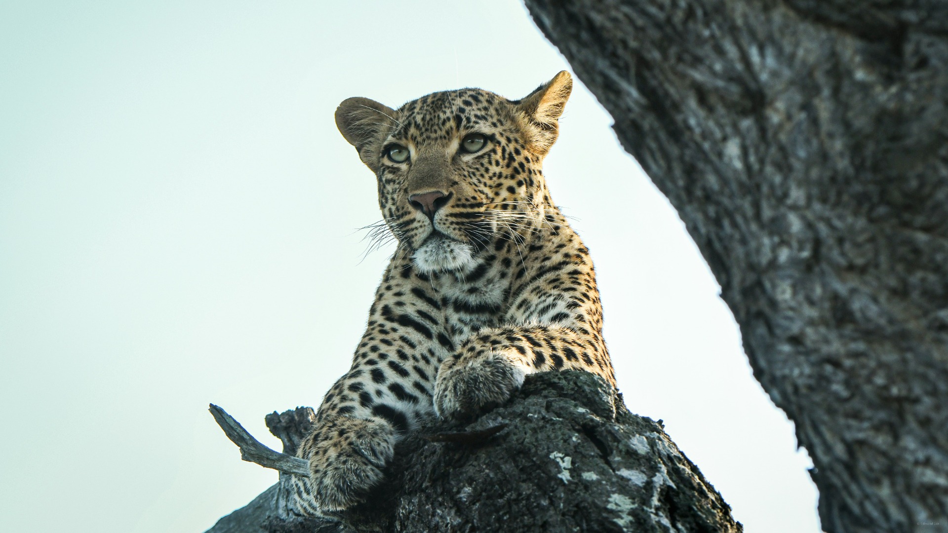 Field Skills That Let You Spot Elusive African Animals Before They Vanish