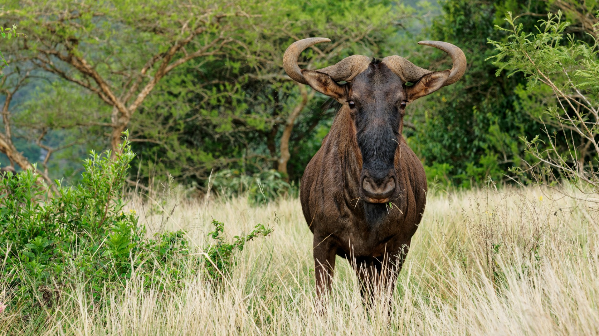 Twenty Field-Tested Photography Insights That Transform Your African Safari Shots