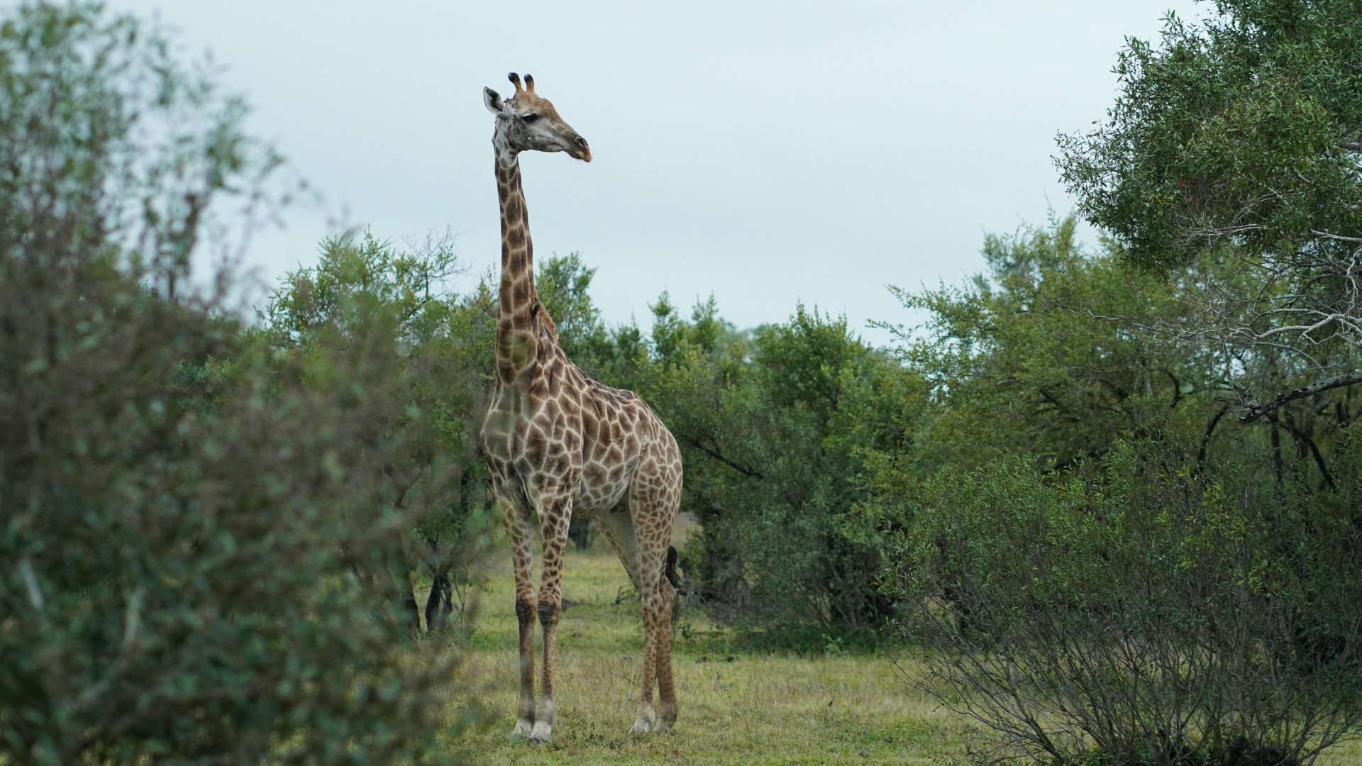 Beginner Camera Settings That Transform Your First Wildlife Frames