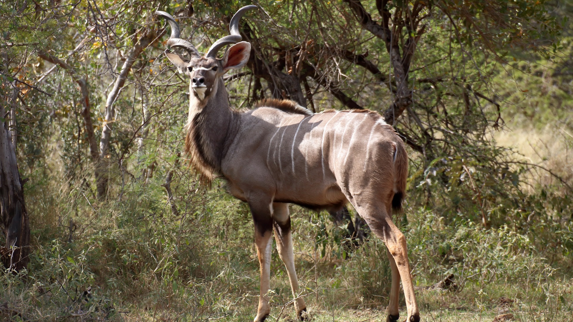 Beginner Photographers Can Master African Wildlife Shots with These Core Camera Adjustments