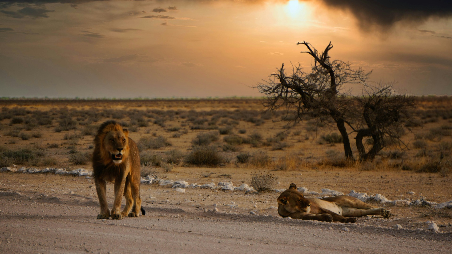 Ten Camera Adjustments That Transform Beginner Wildlife Shots in Africa