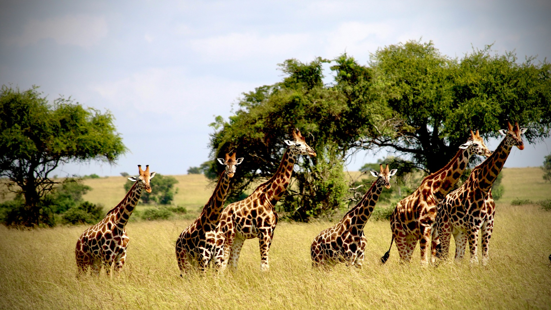 Practical Field Techniques for Capturing African Wildlife Images While Leaving No Trace