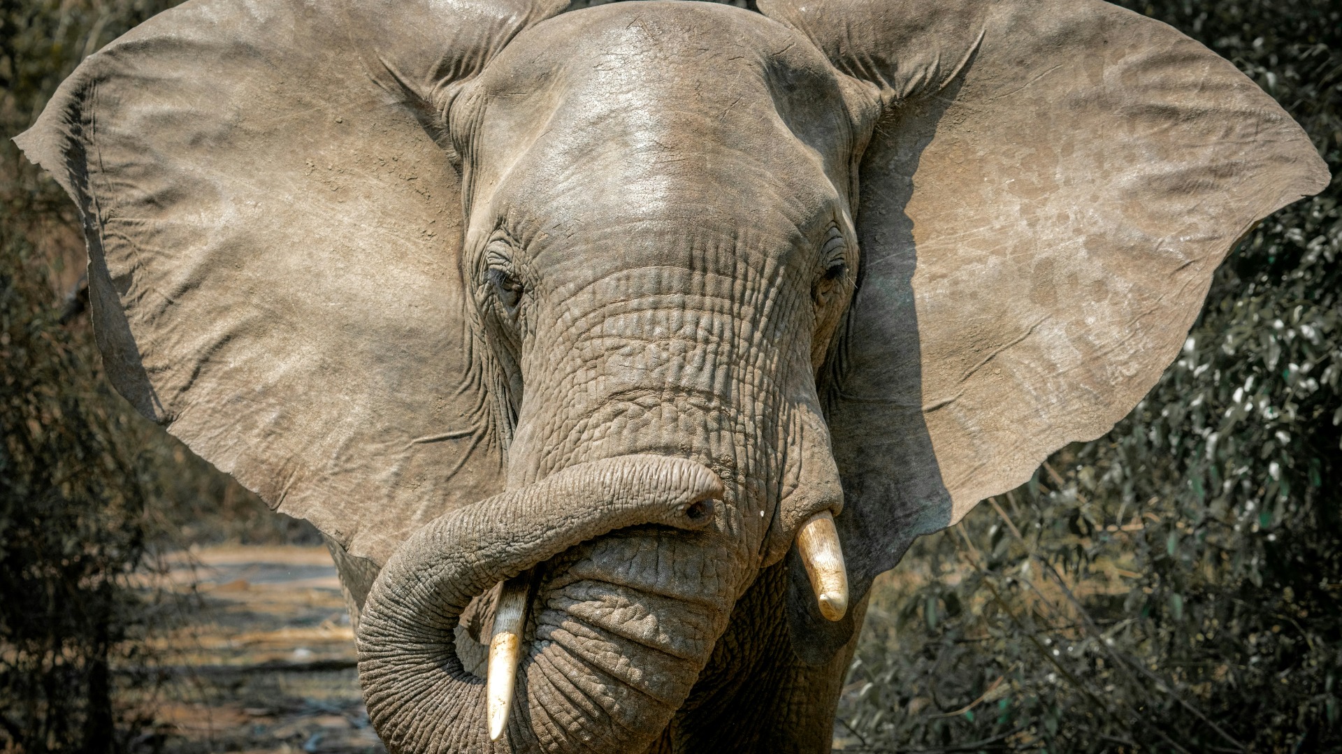 How Experienced Photographers Frame African Wildlife for Maximum Impact