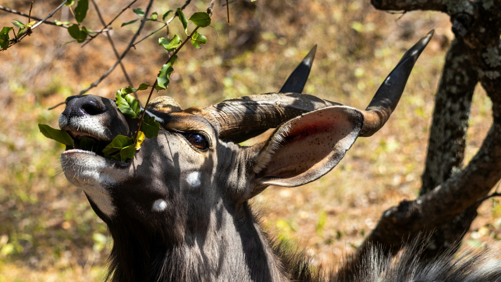Pro Techniques for Capturing African Wildlife and Portraits on Safari