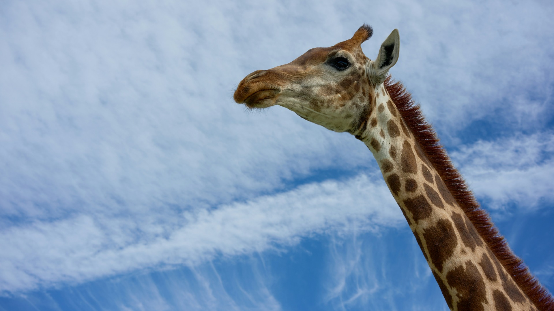 Practical Camera Techniques for Capturing African Wildlife in Shifting Light