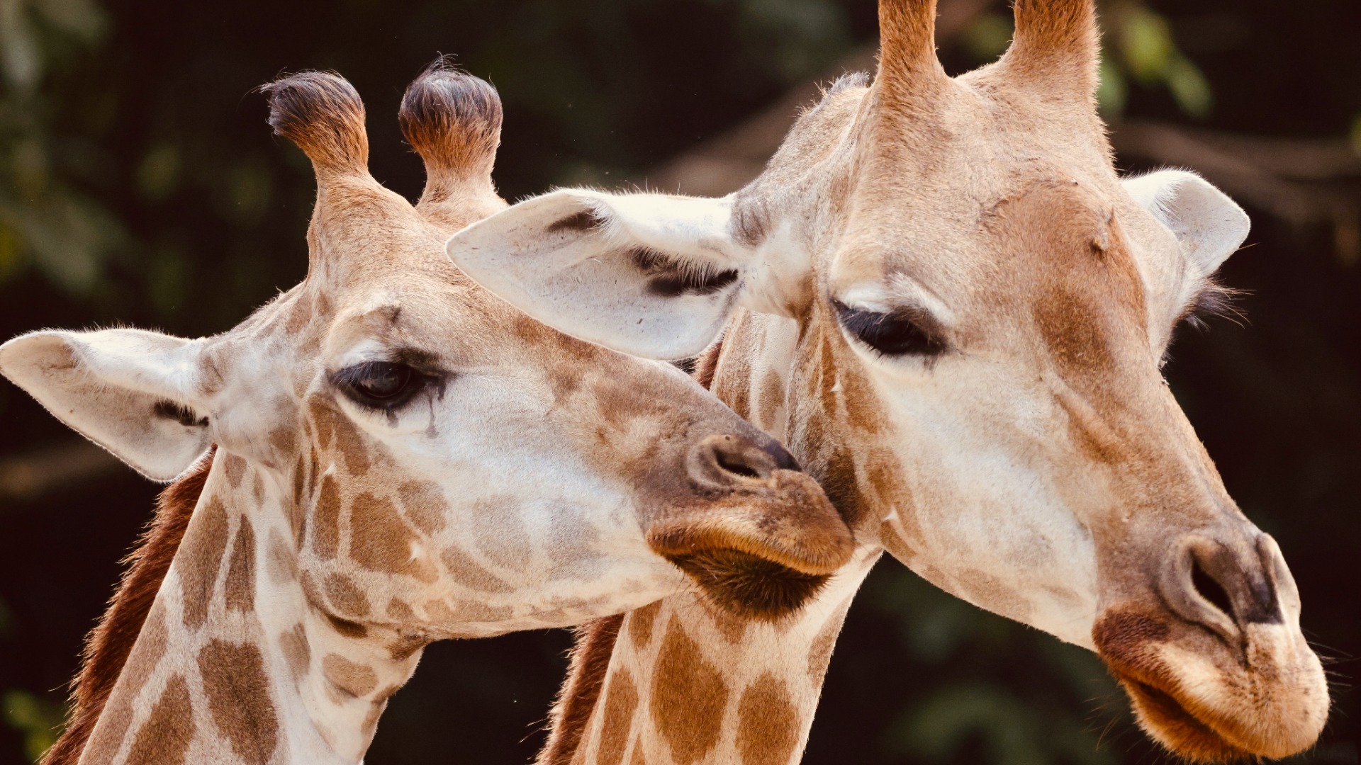 How to Match African Family Lodges to Your Children's Ages and Interests