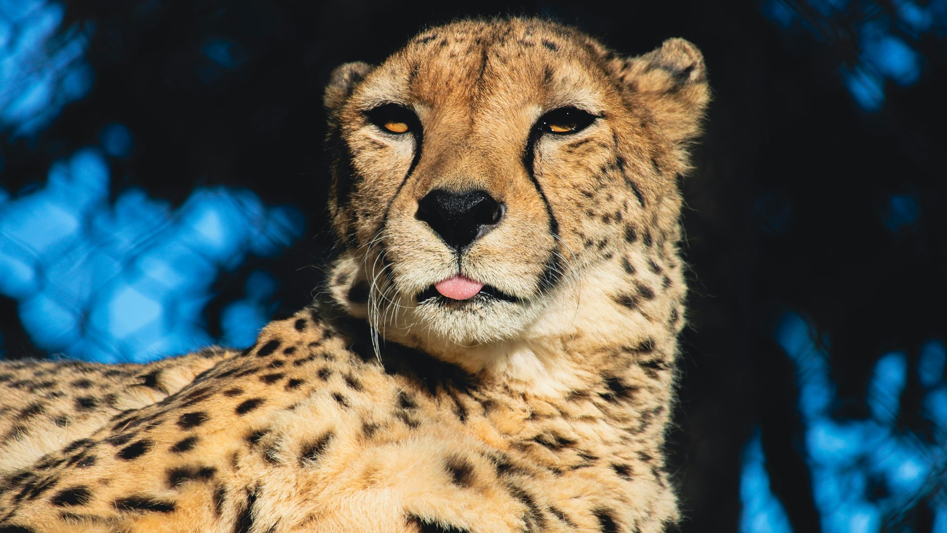 How to Prepare for Your First African Safari Without Overpacking or Overthinking