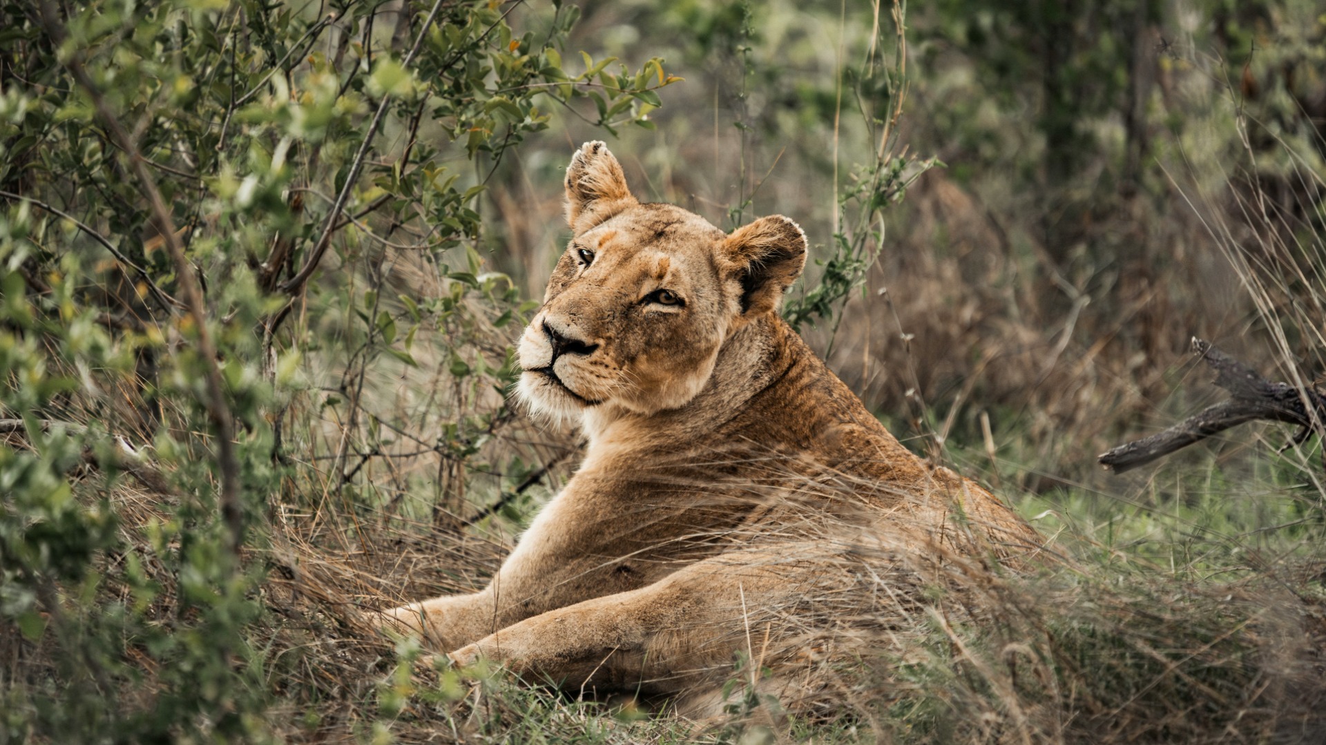 Practical Ways Tourists Can Support African Wildlife During Game Drives